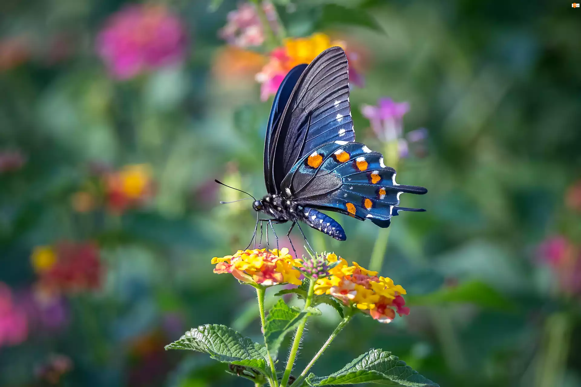 Kwiaty, Motyl, Niebieski