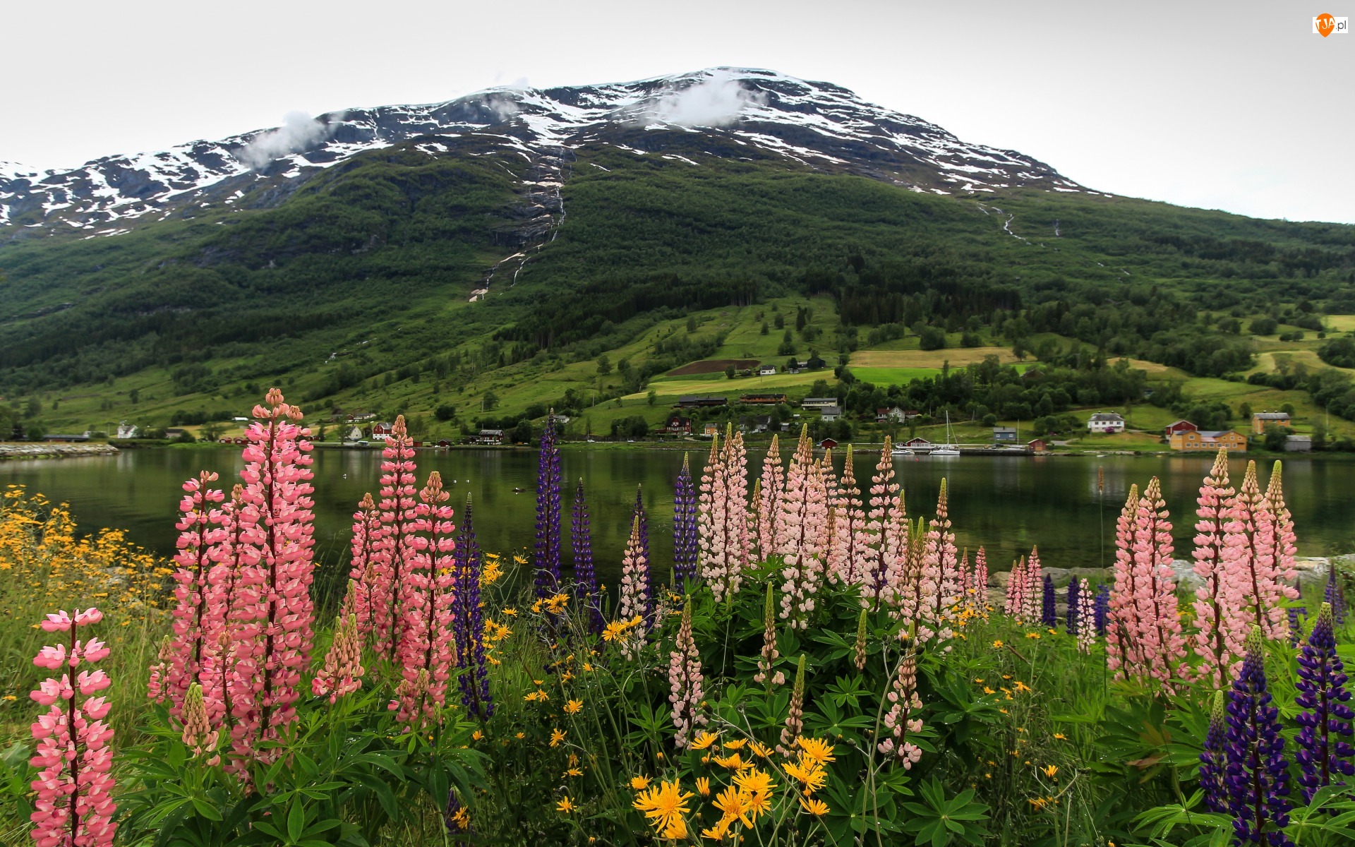 Góry, Norwegia, Miasteczko Olden, Łubin