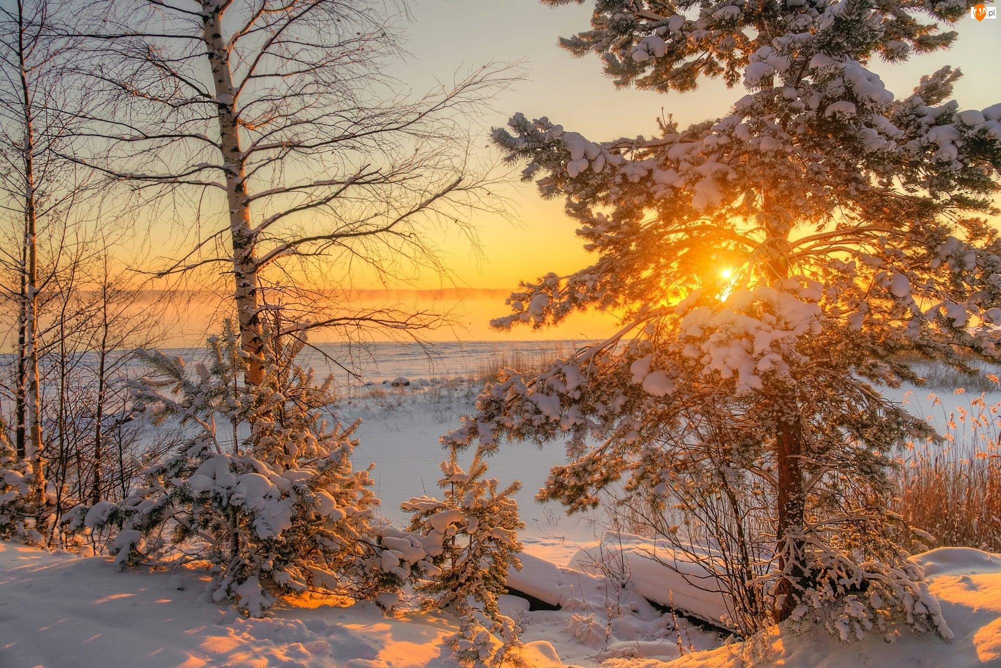 Zima, Pola, Wschód słońca, Drzewa