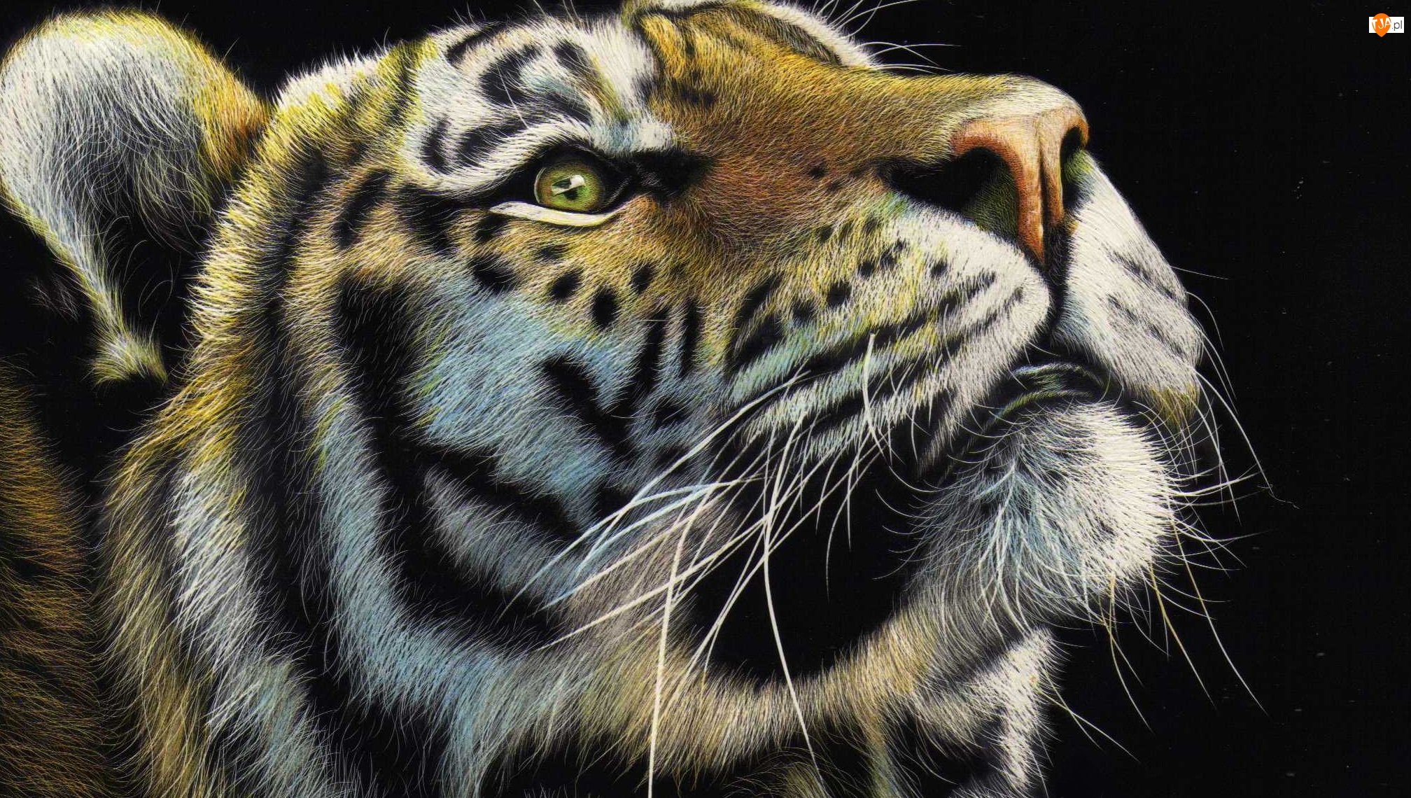 Paintography, Tygrys