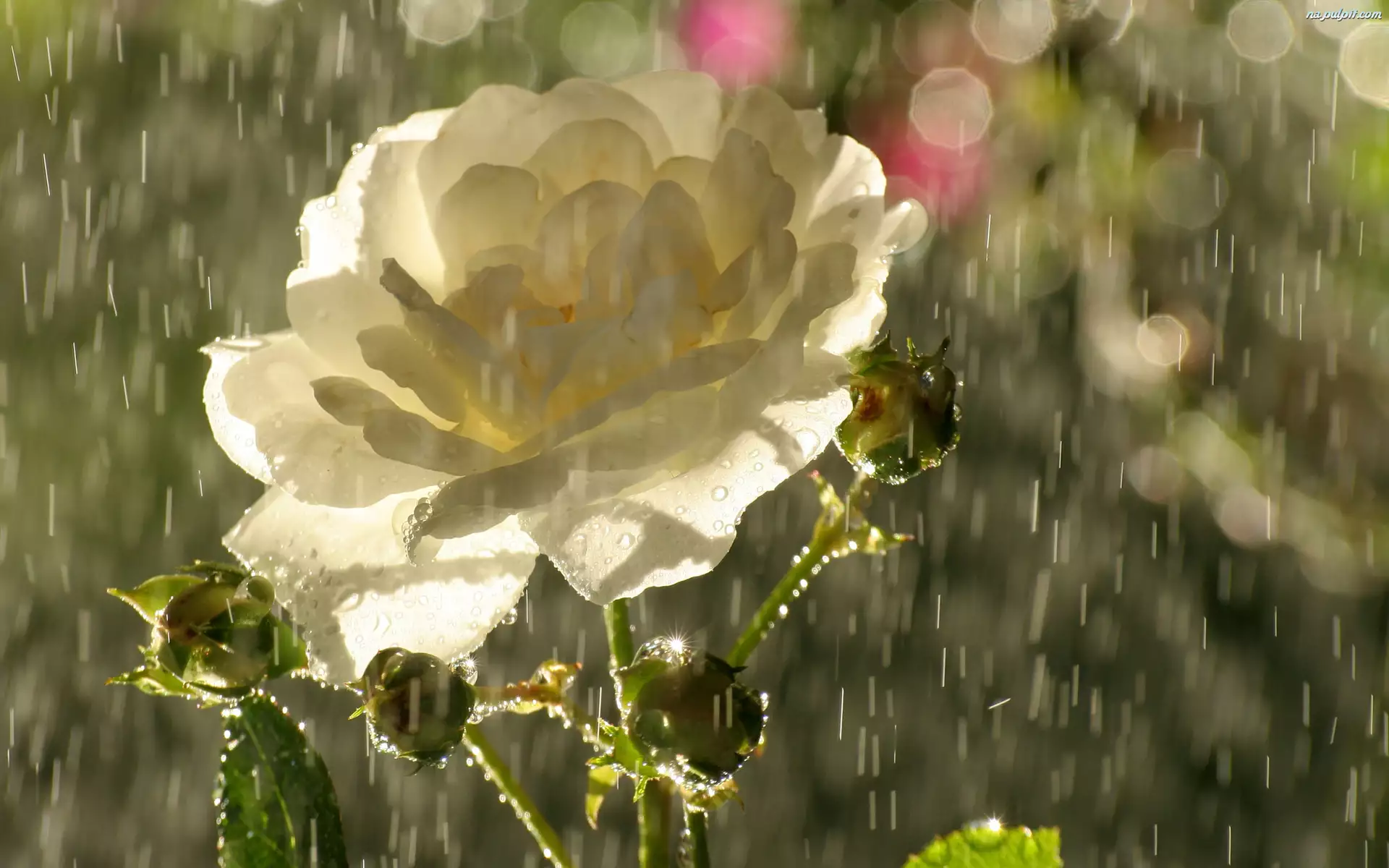 Deszcz, Biała, Róża