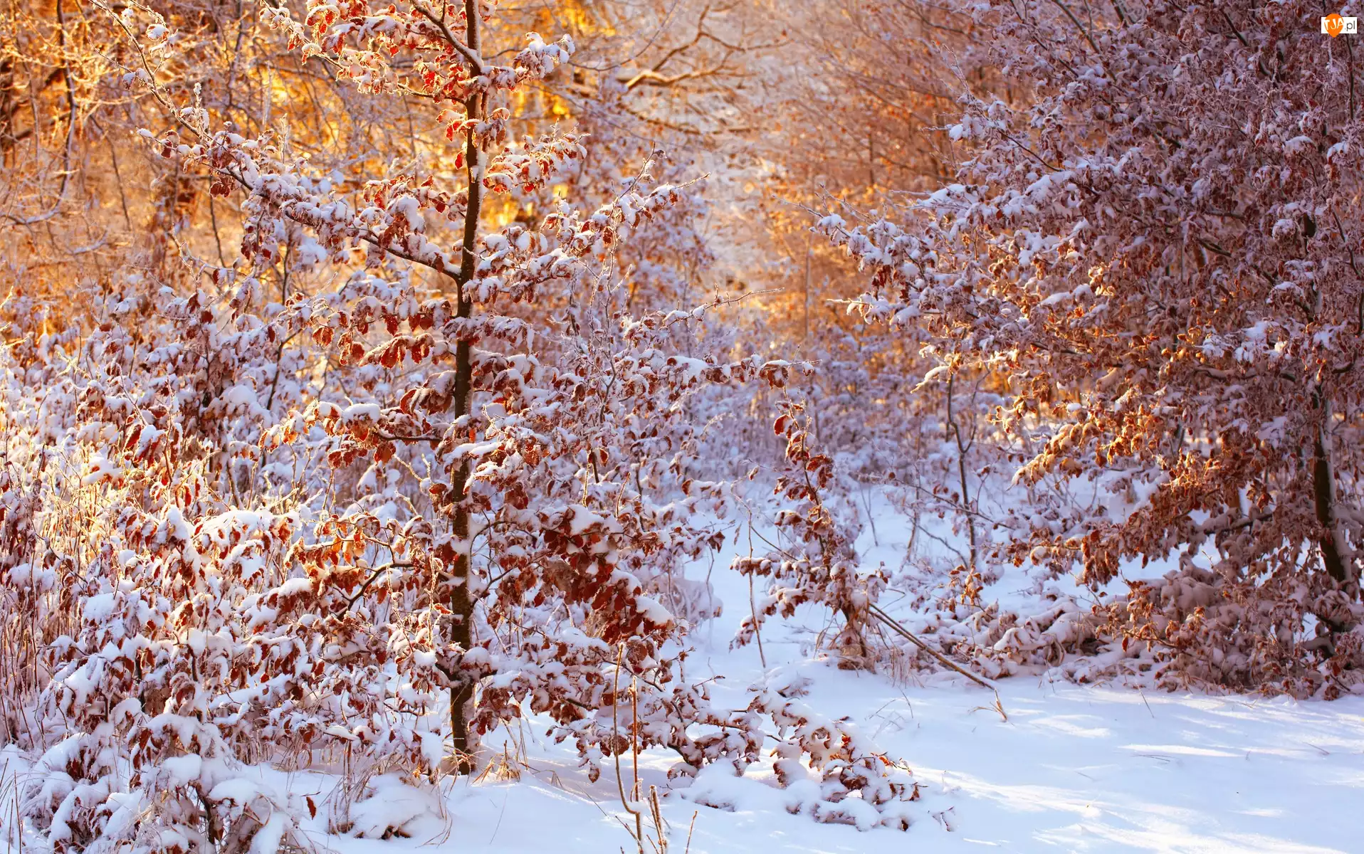 Śnieg, Zima, Drzewa, Liście
