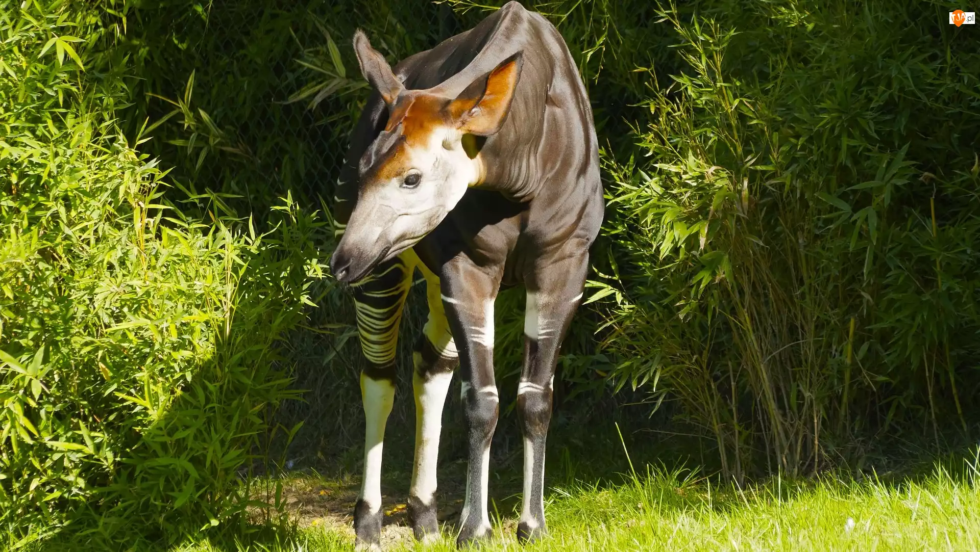 Okapi, Krzewy