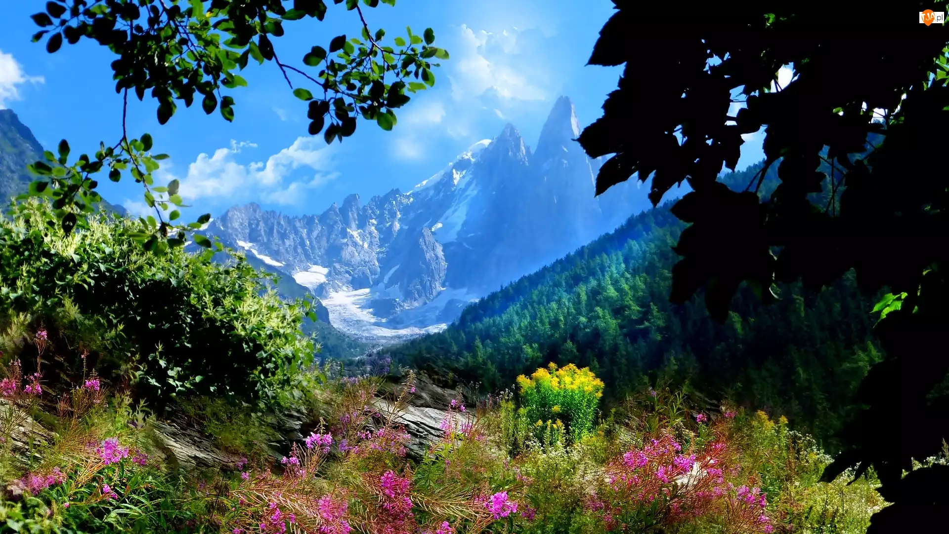 Kwiaty, Francja, Góry, Góra Aiguilles du Dru, Lasy