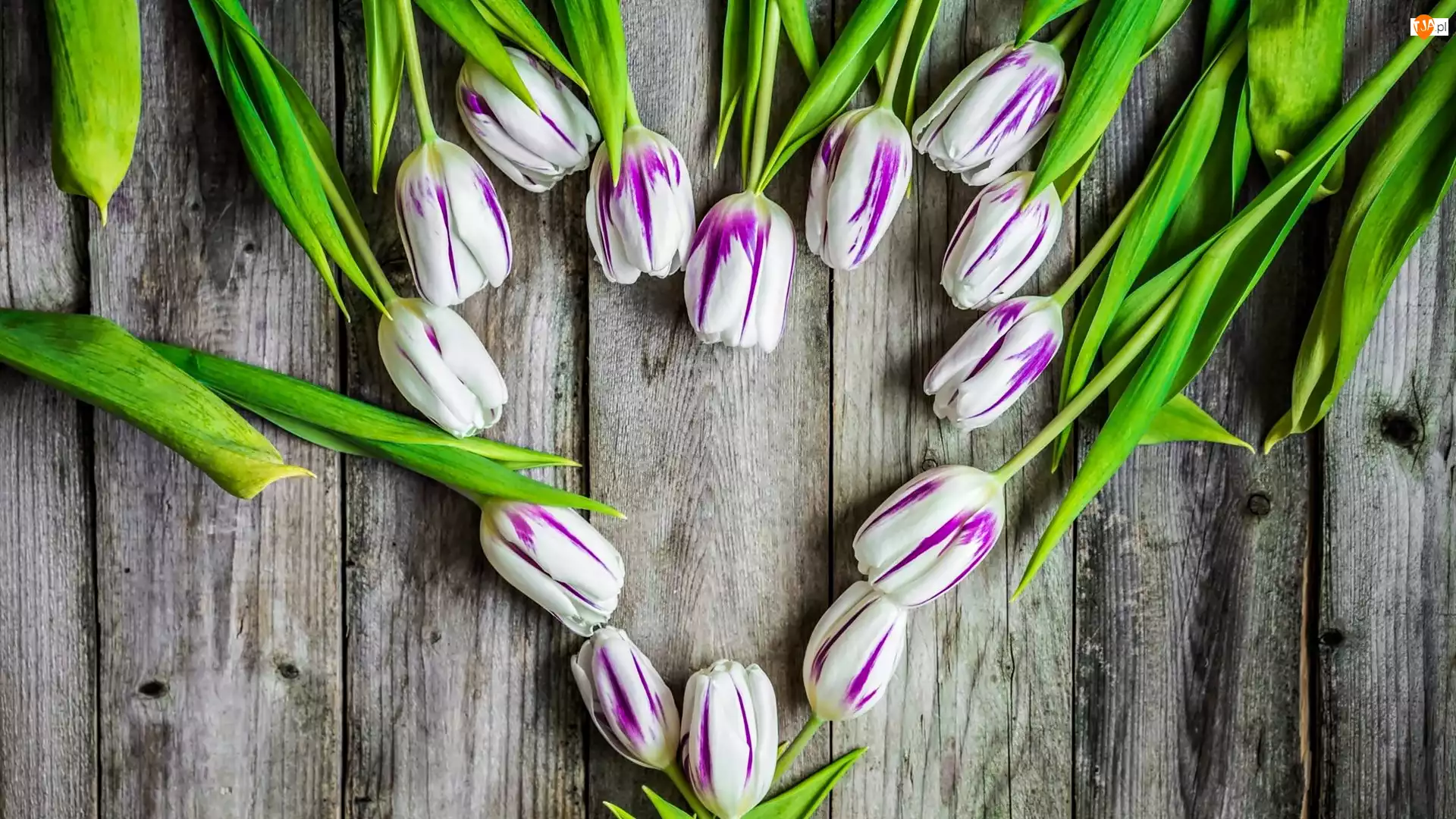 Serce, Kwiaty, Tulipany