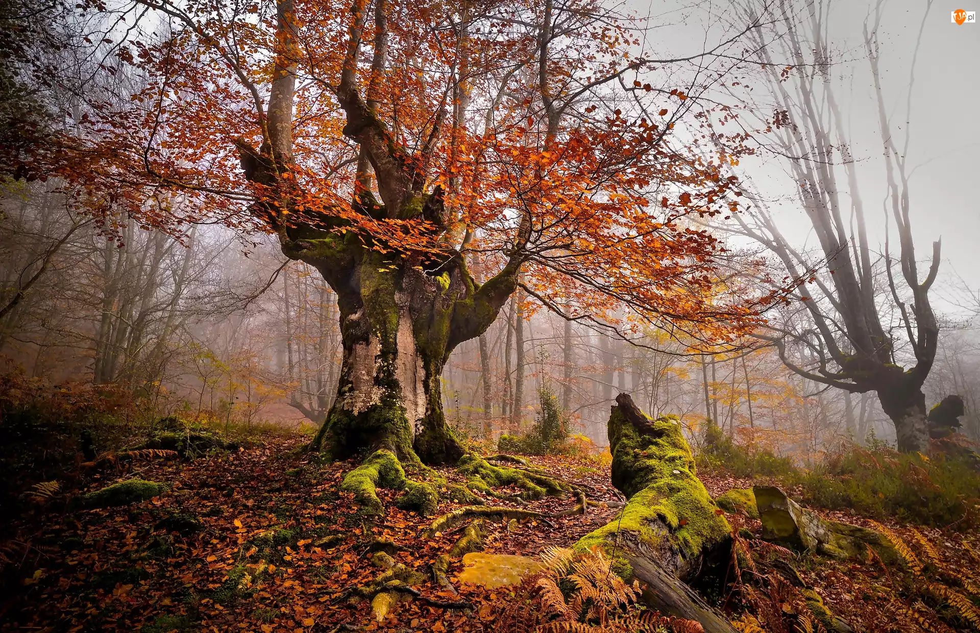 Mgła, Hiszpania, Jesień, Park Narodowy Gorbea, Drzewa
