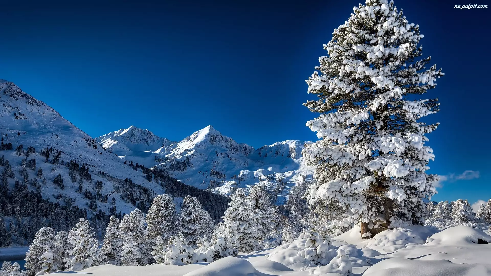 Śnieg, Zima, Drzewa, Góry, Świerki