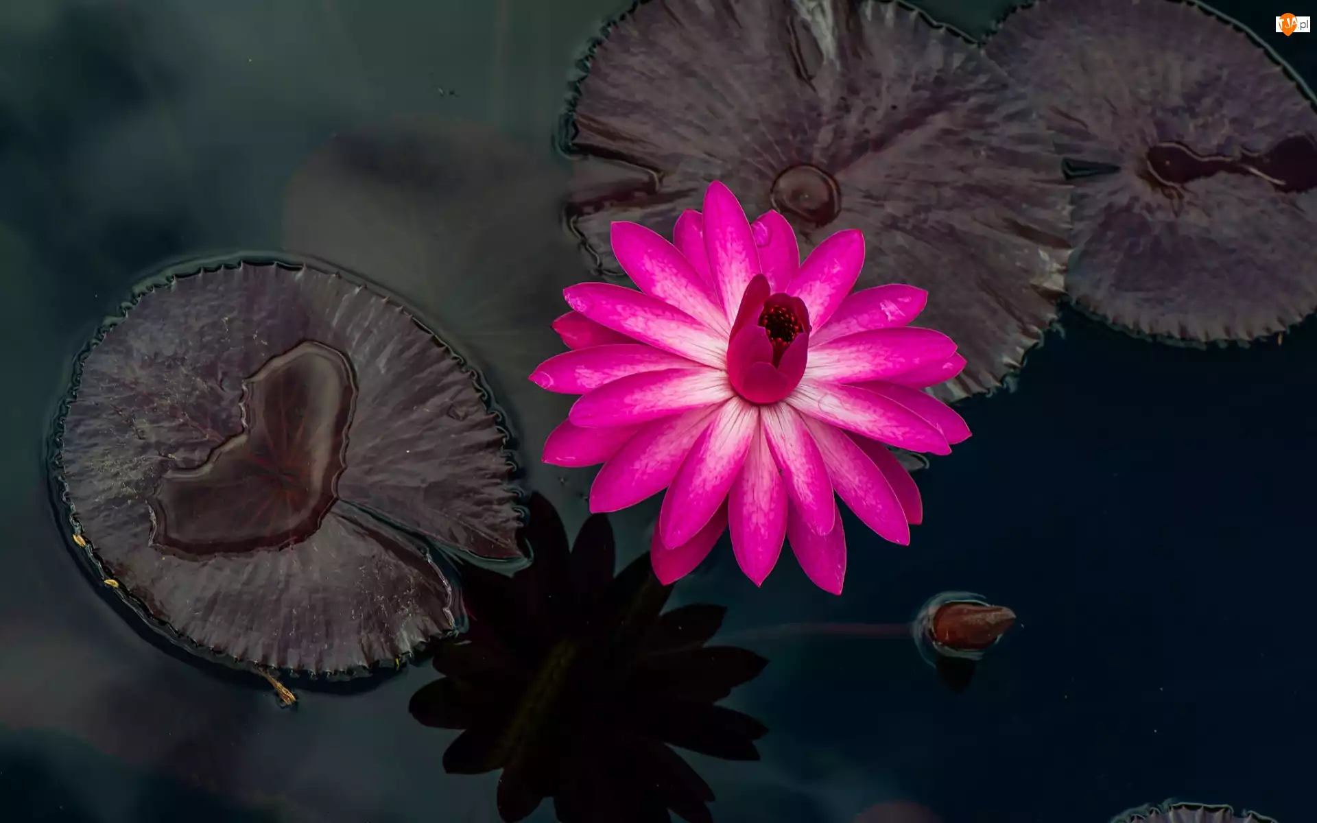 Liście, Kwiat, Lilia wodna