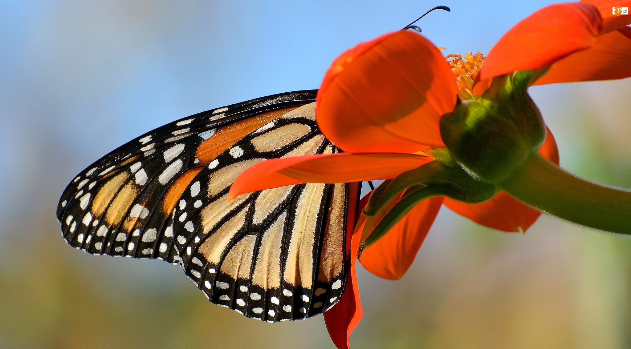 Kwiat, Motyl monarch, Czerwony