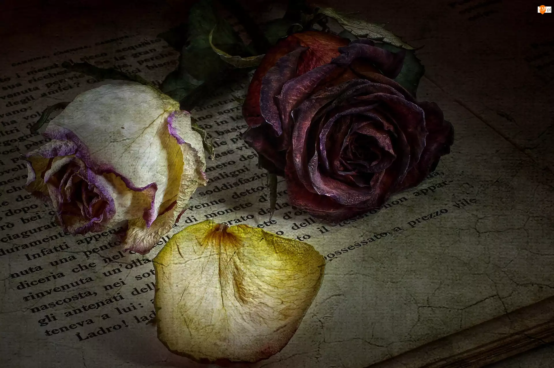 Książka, Róże, Płatki