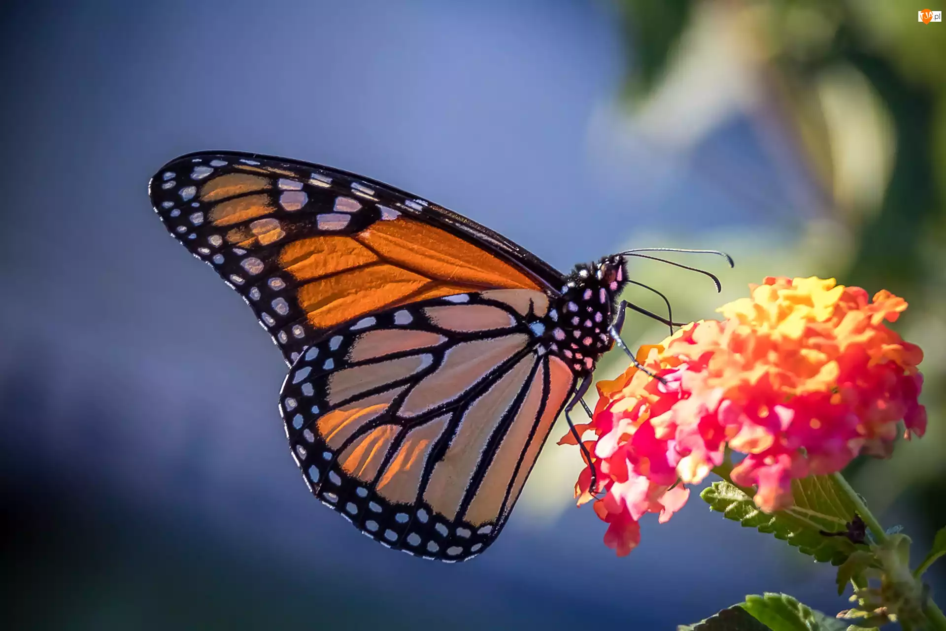 Kwiat, Motyl monarcha