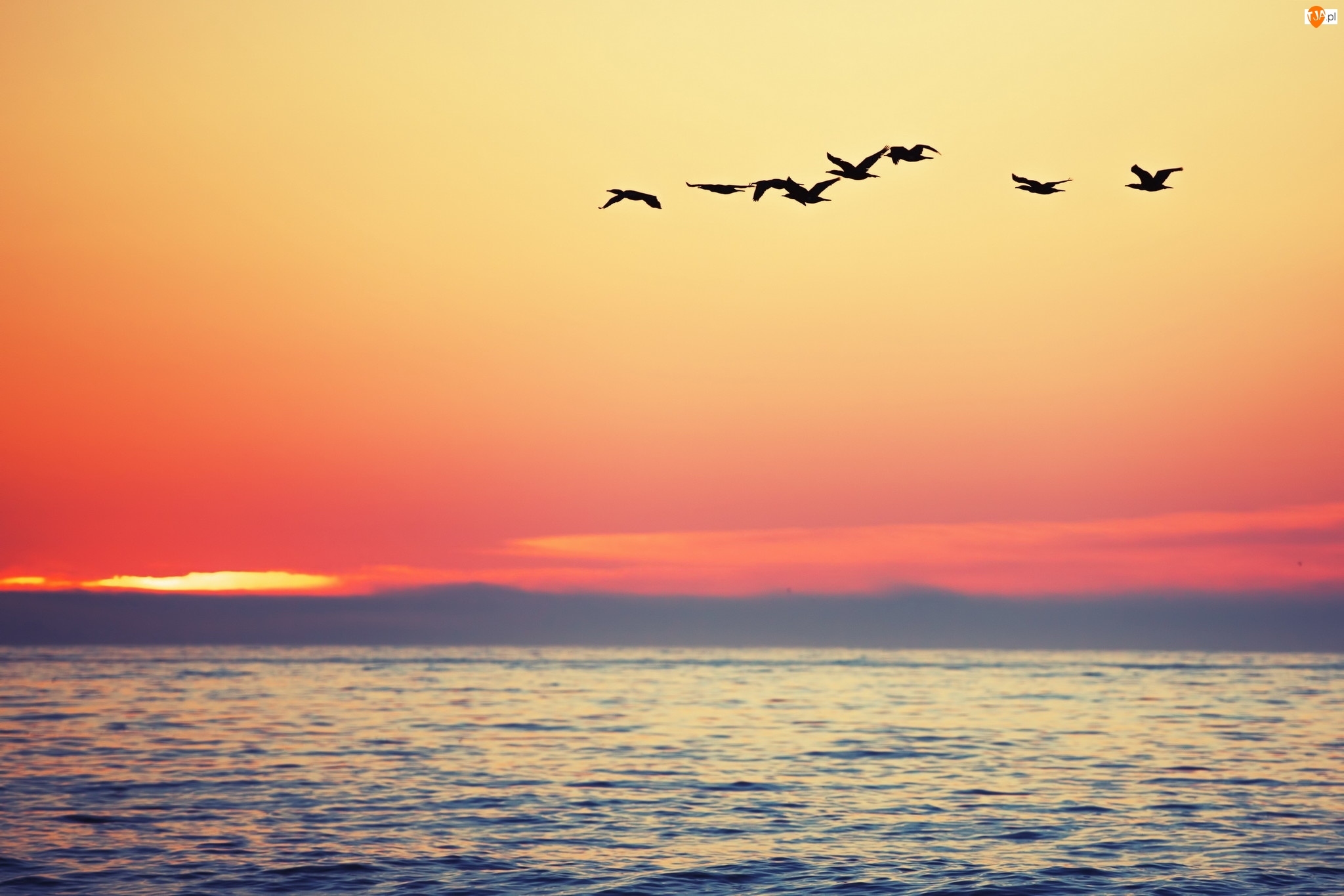 Morze, Ptaki, Zachód słońca