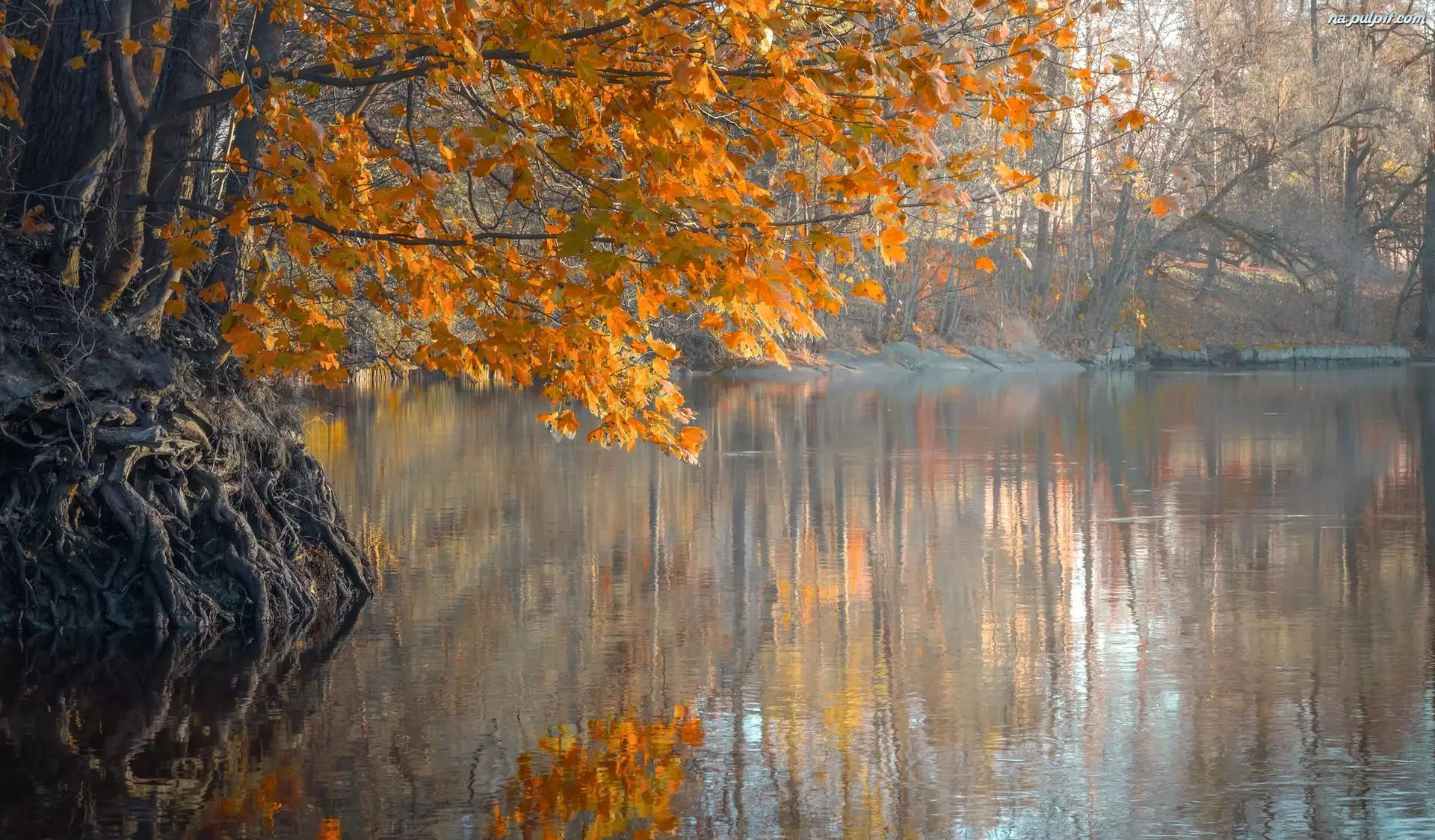 Jesień, Korzenie, Rzeka, Drzewa