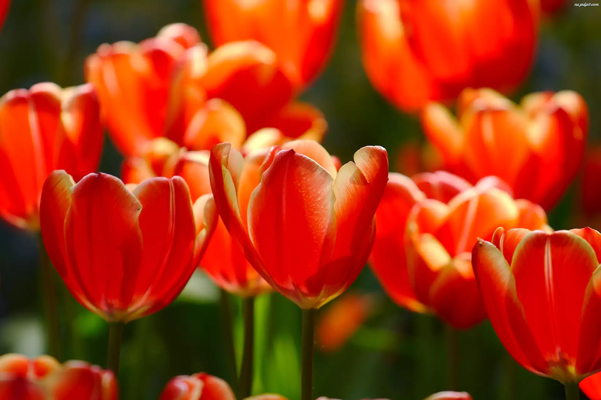 Tulipany, Przyroda, Kwiaty