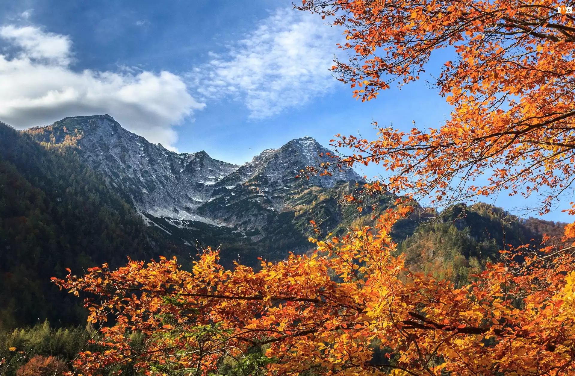 Góry, Jesień, Drzewa