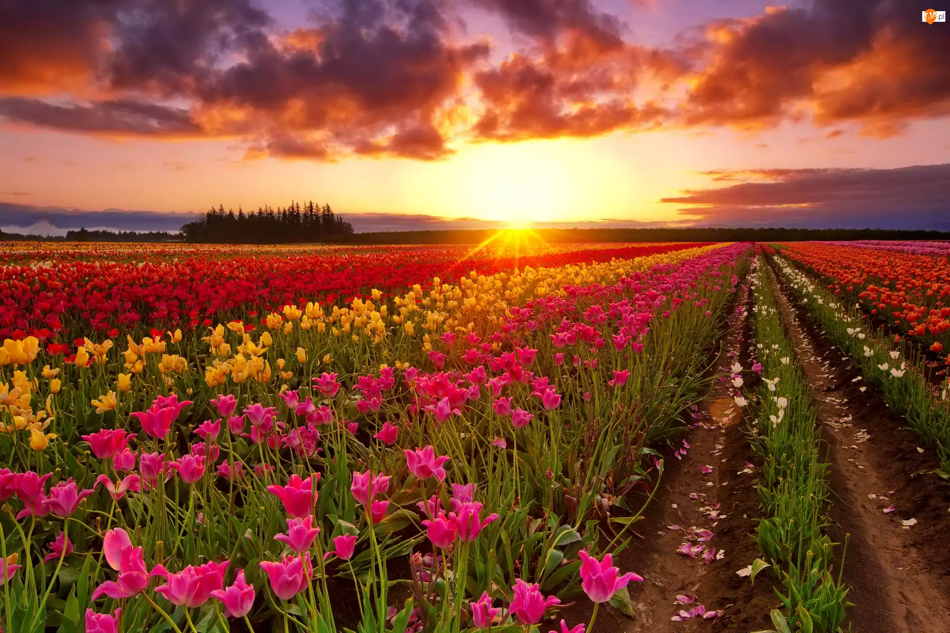 Tulipany, Chmury, Plantacja, Zachód słońca