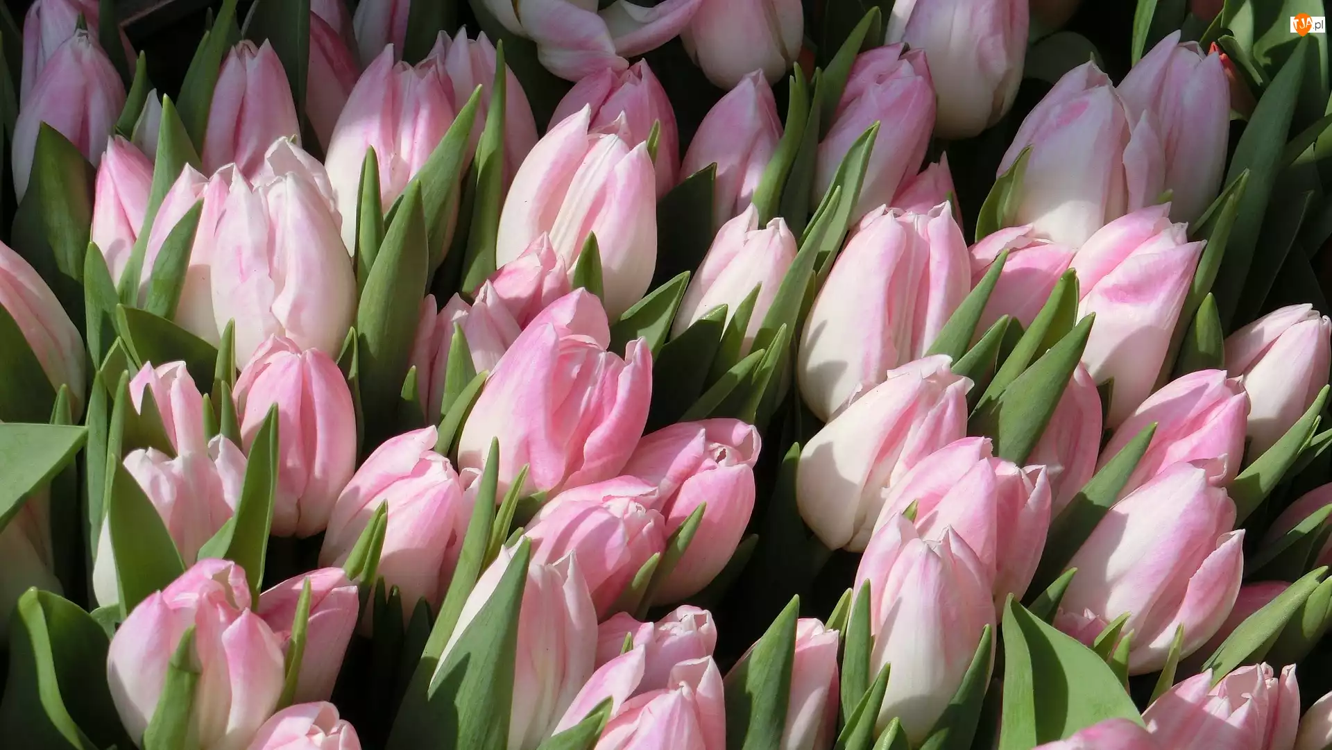 Bladoróżowe, Tulipany