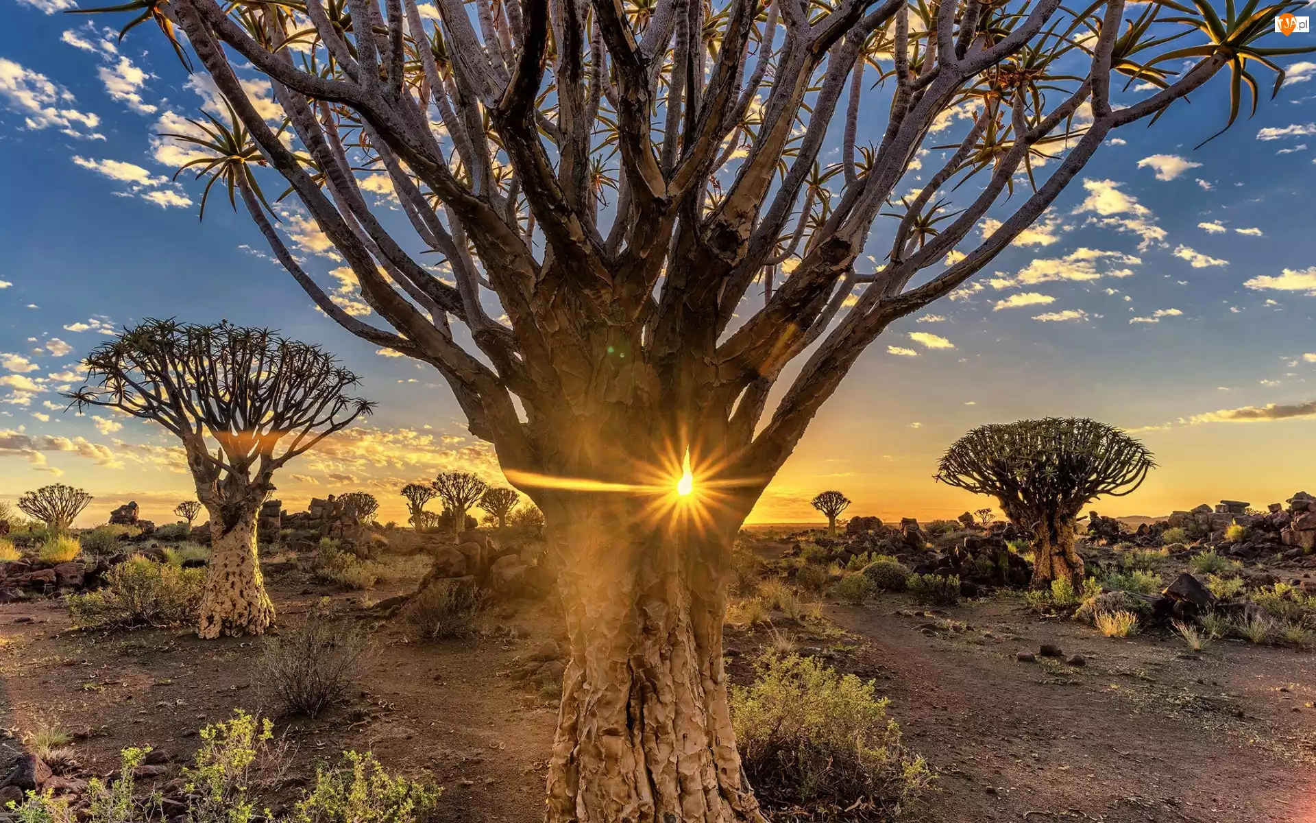 Kokerboom, Republika Namibii, Promienie słońca, Pustynia, Drzewa kołczanowe