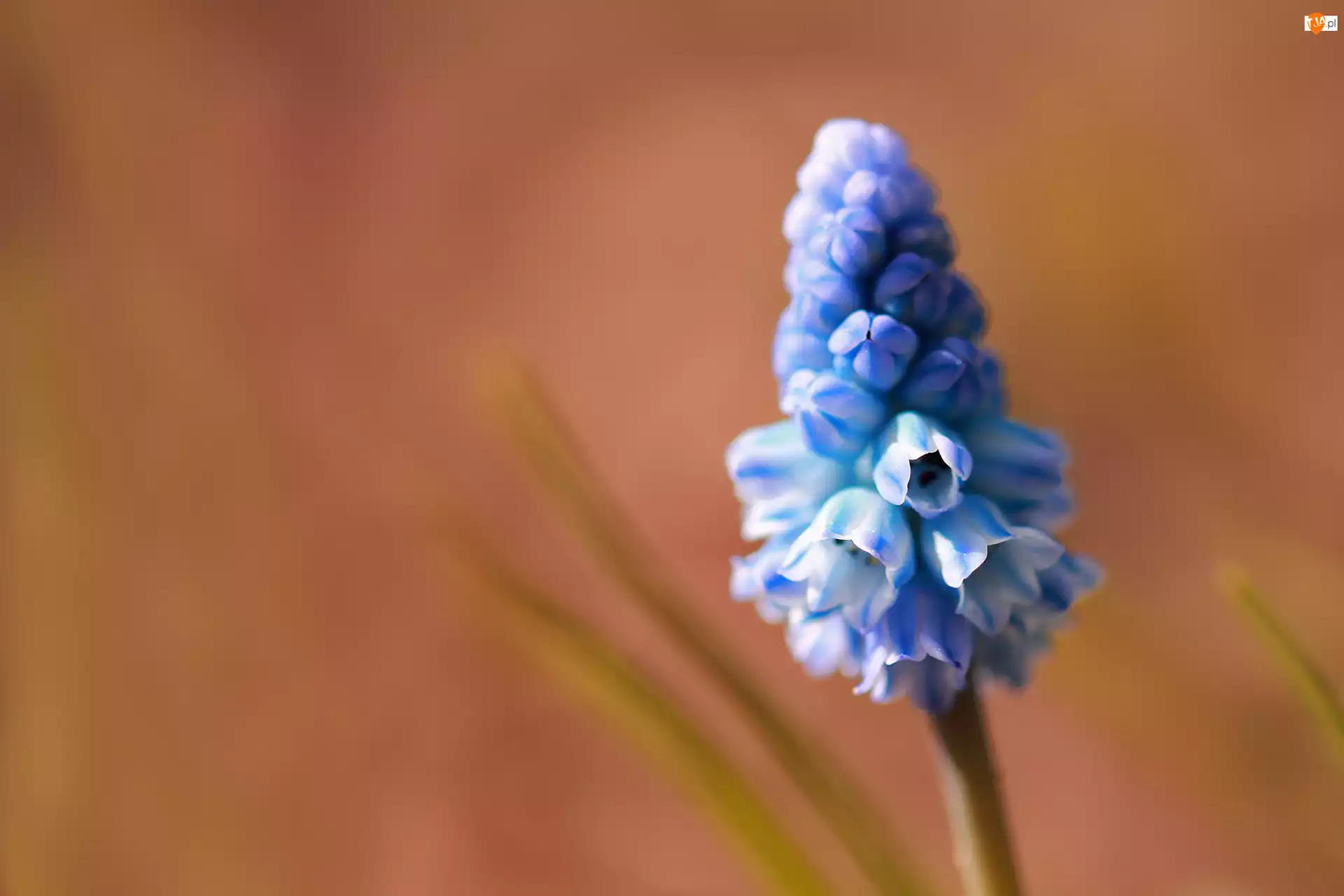 Kwiatek, Szafirek, Niebieski