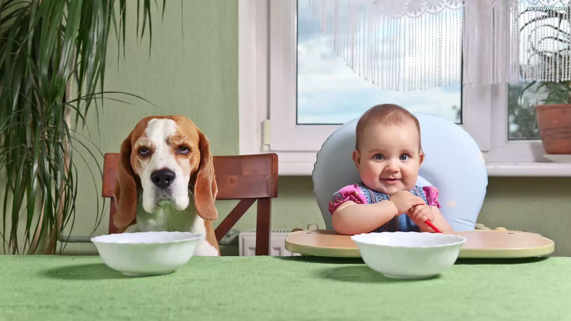 Śmieszne, Dziecko, Beagle, Pies, Jedzenie