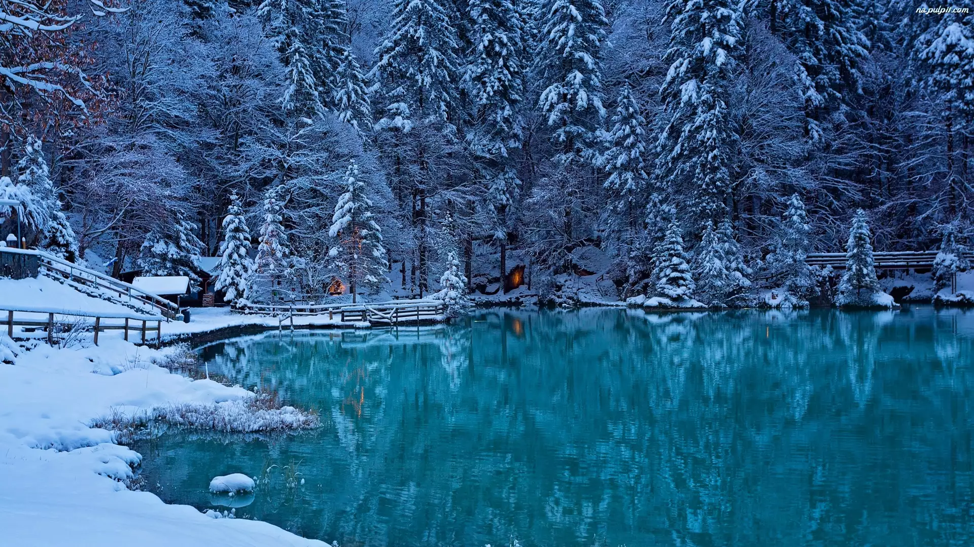 Zima, Drzewa, Szwajcaria, Świerki, Dolina Kandera, Jezioro Blausee