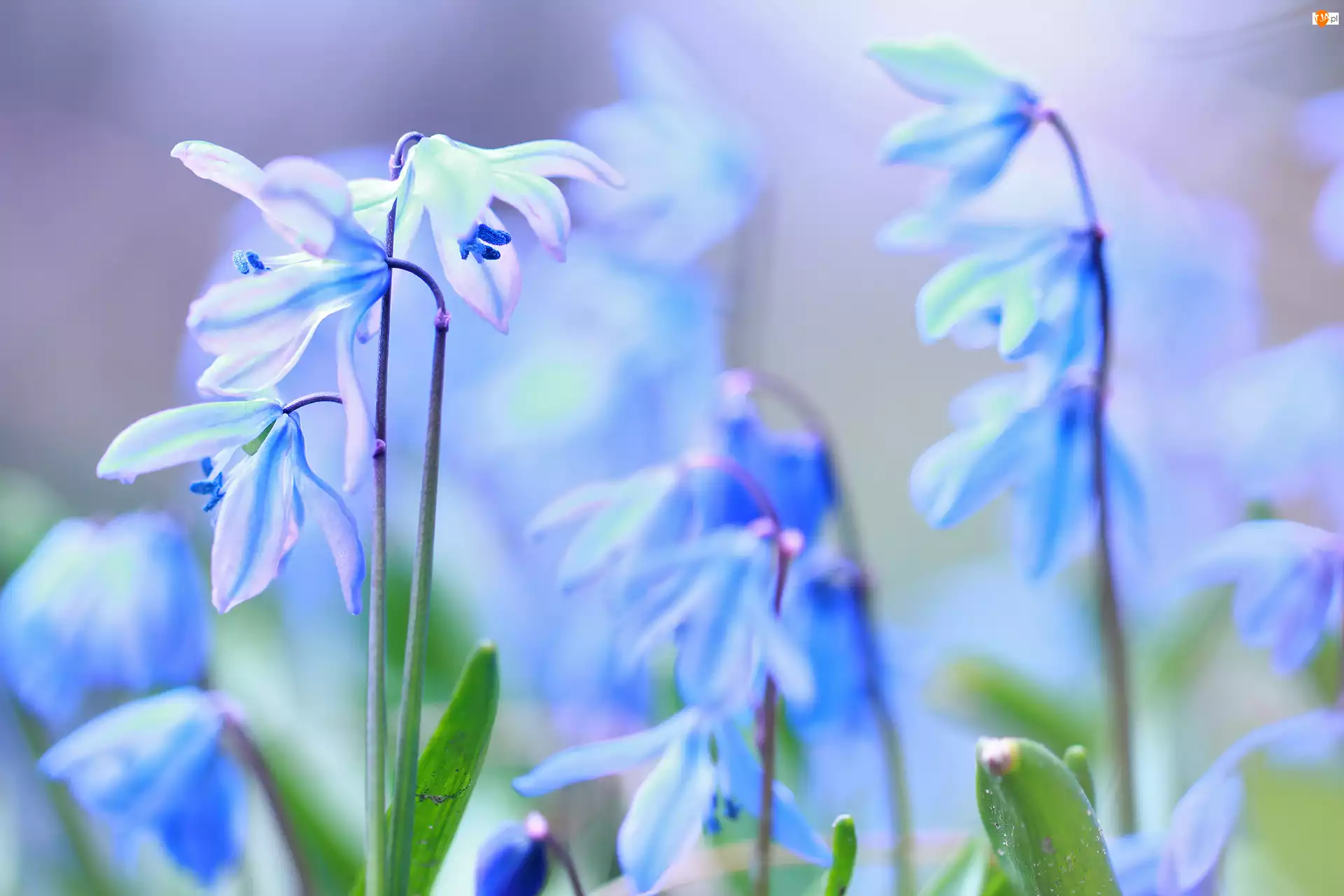 Kwiaty, Cebulica Syberyjska, Niebieskie