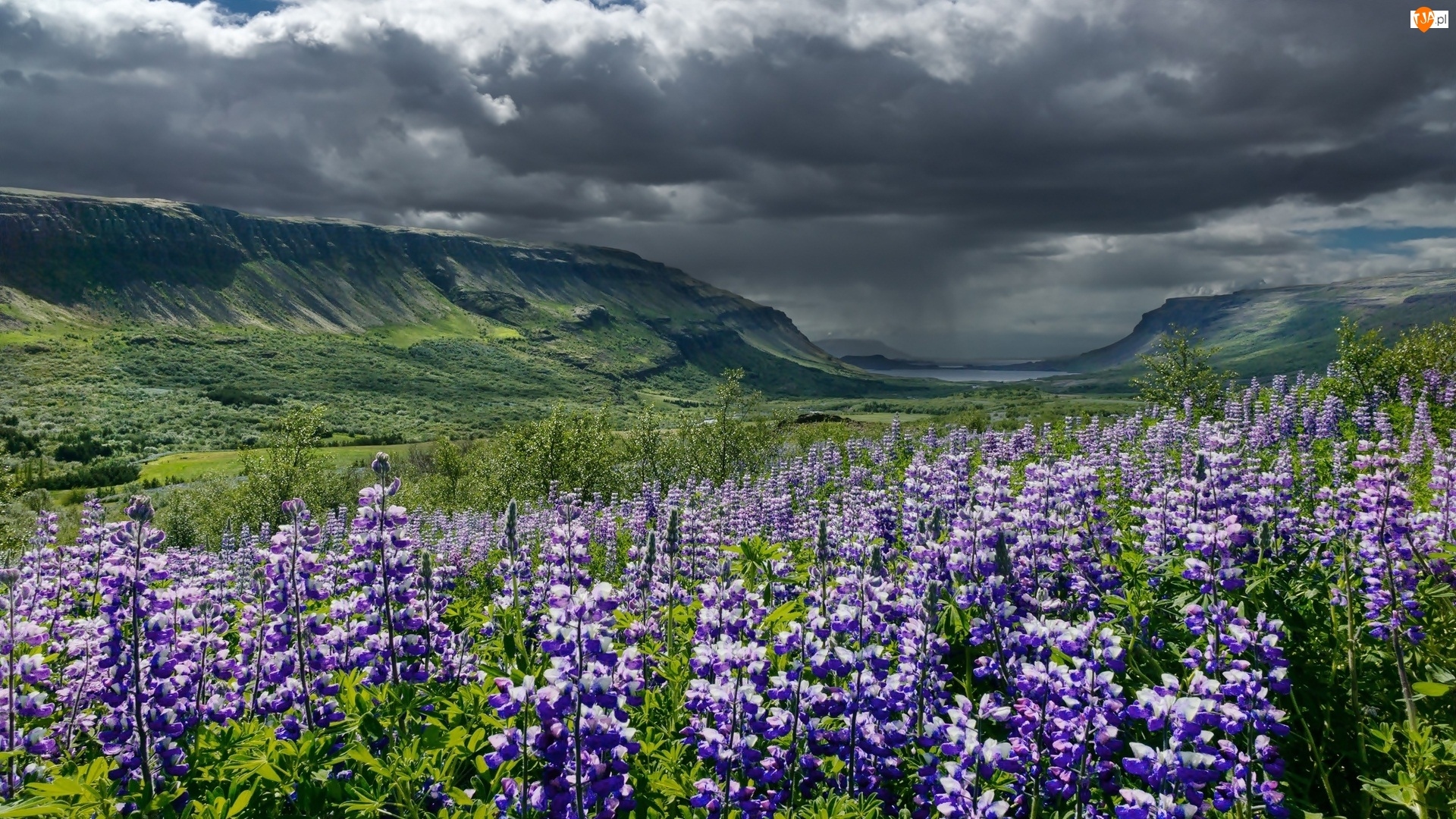Kwiaty, Góry, Islandia, Chmury, Fioletowe, Łubin