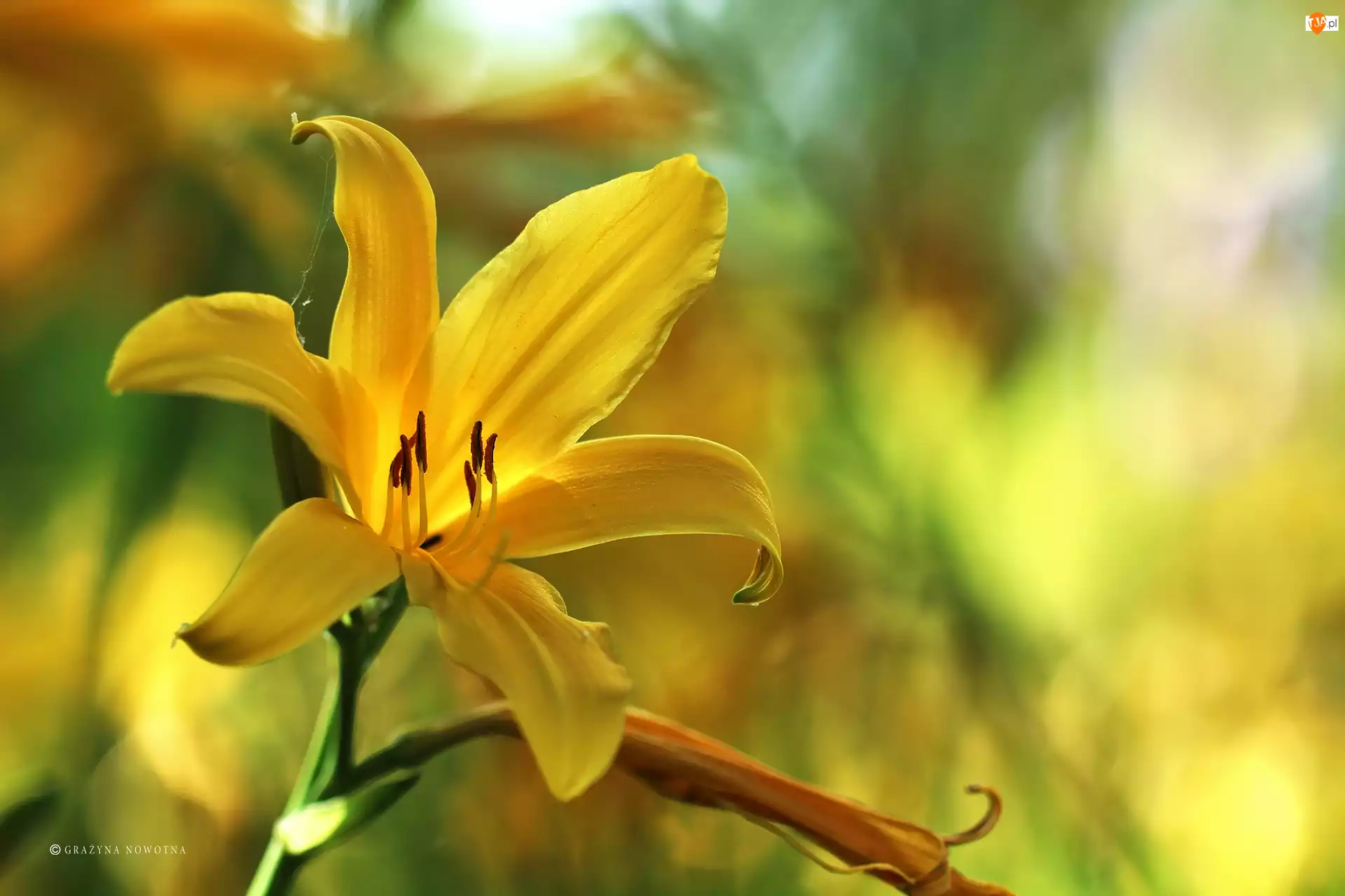 Kwiat, Liliowiec, Żółty