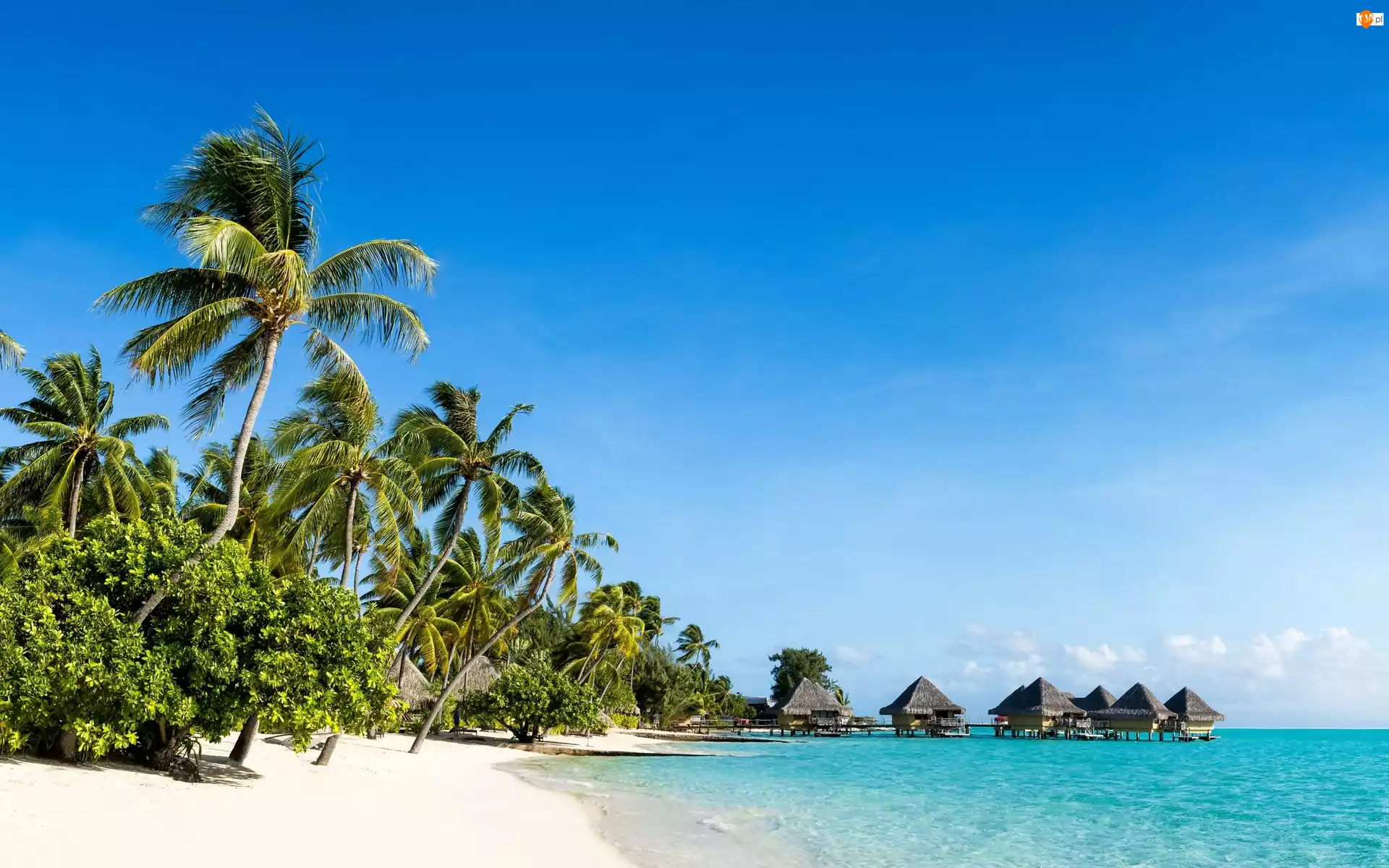 Domki, Malediwy, Ocean, Plaża, Palmy