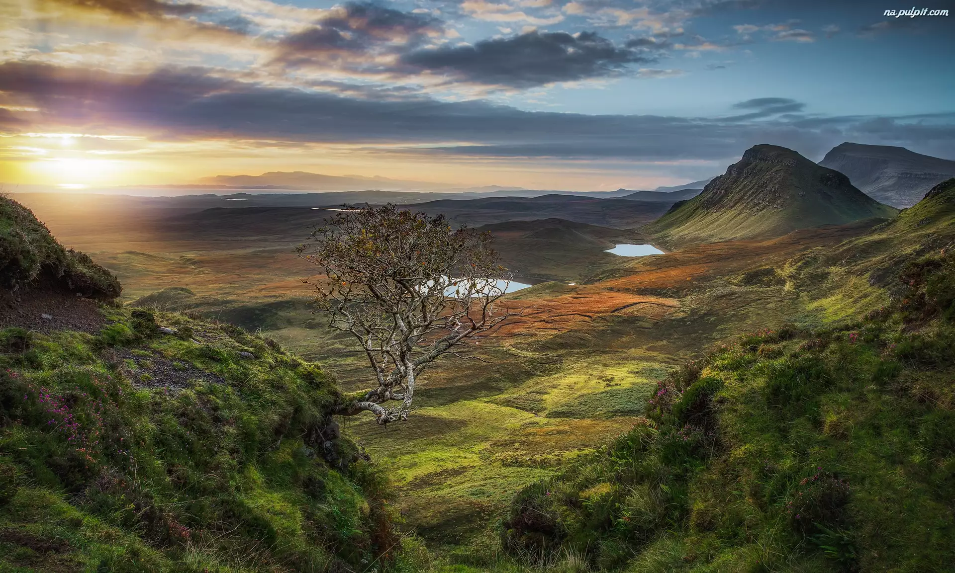 Wschód słońca, Szkocja, Wzgórza, Quiraing, Drzewo