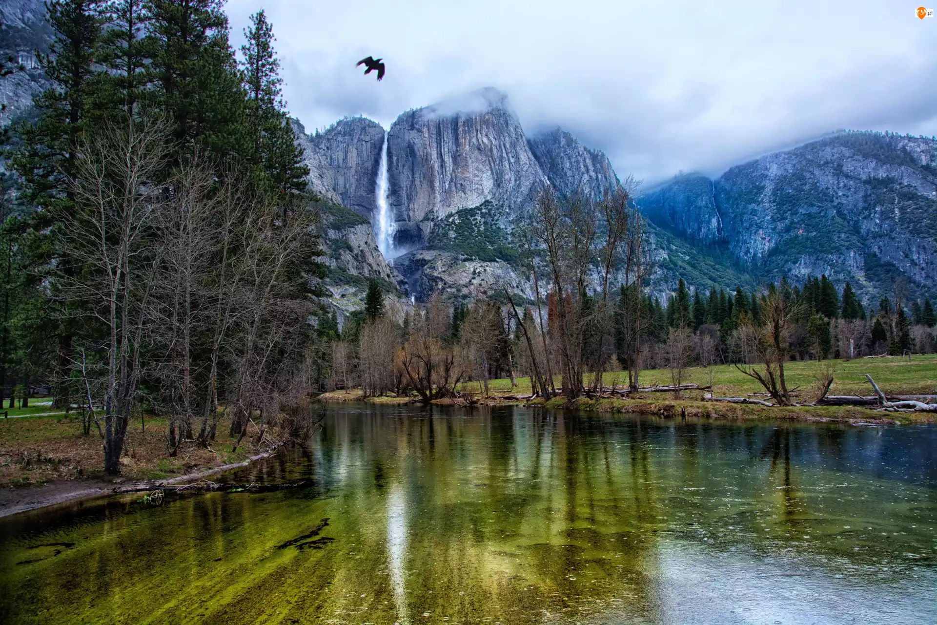 Stan Kalifornia, Park Narodowy Yosemite, Ptak, Stany Zjednoczone, Drzewa, Góry, Rzeka Merced