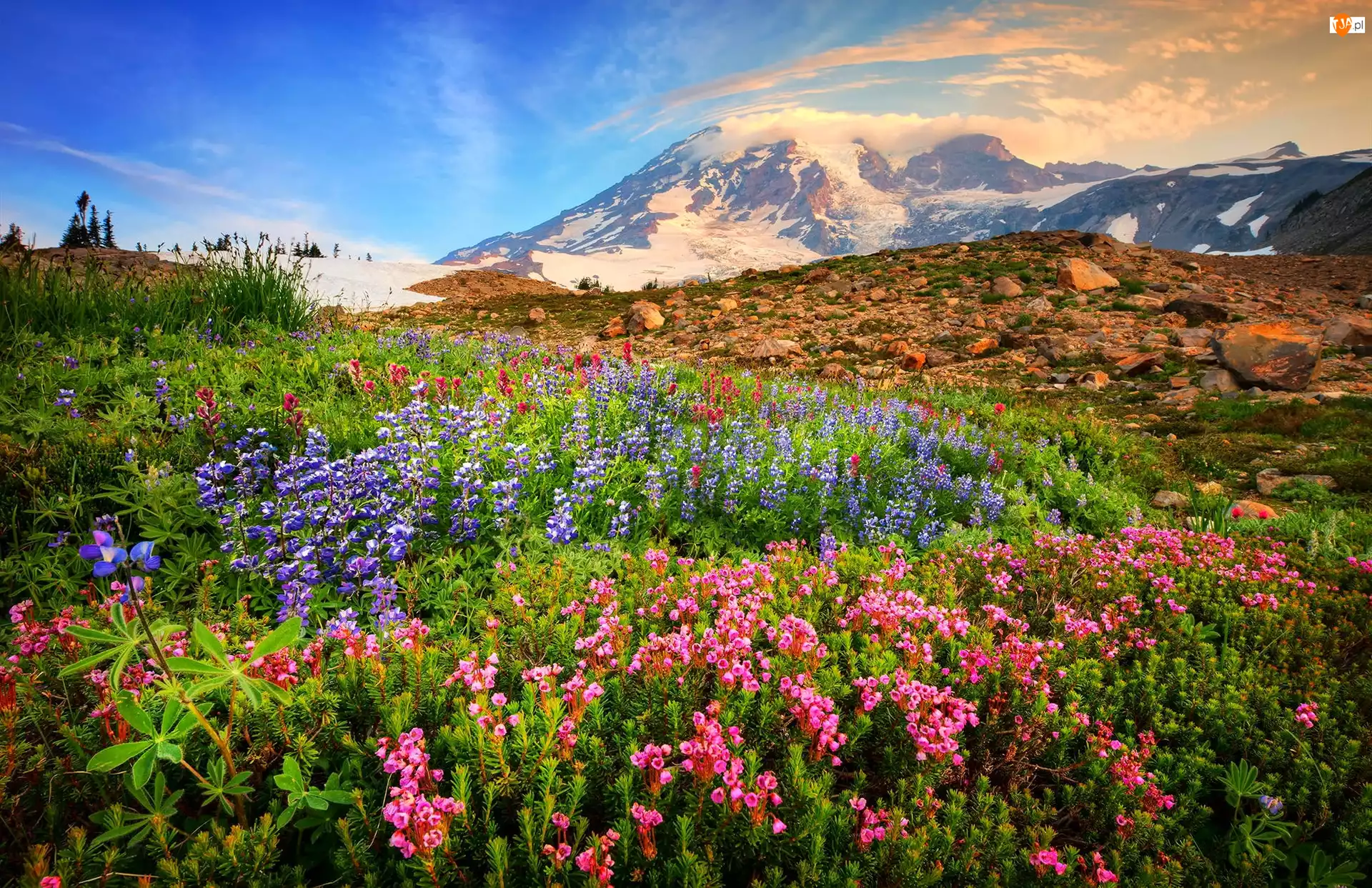 Łąka, Góry Kaskadowe, Stan Waszyngton, Stany Zjednoczone, Kamienie, Stratowulkan Mount Rainier, Kwiaty