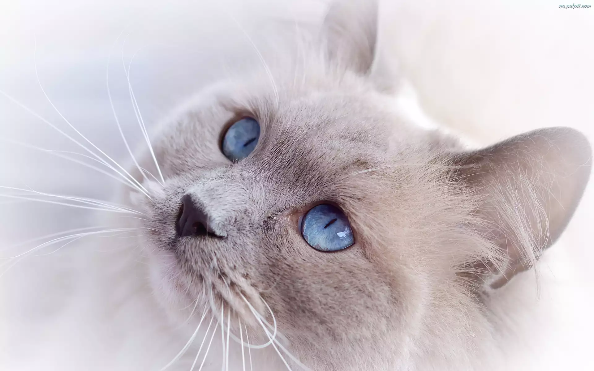 Oczy, Jasny, Kot, Niebieskie