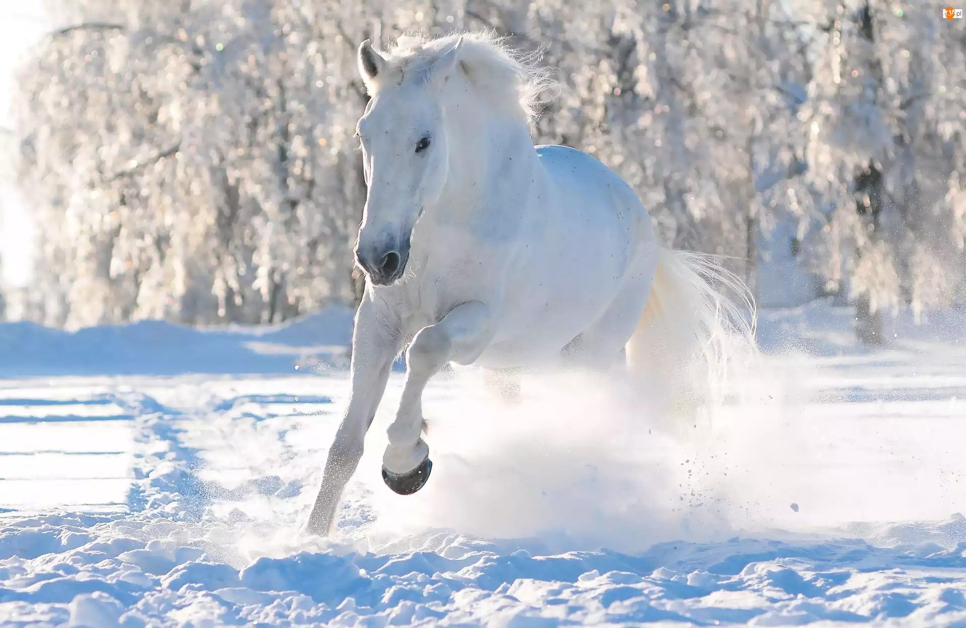 Koń, Śnieg, Las, Zima, Biały