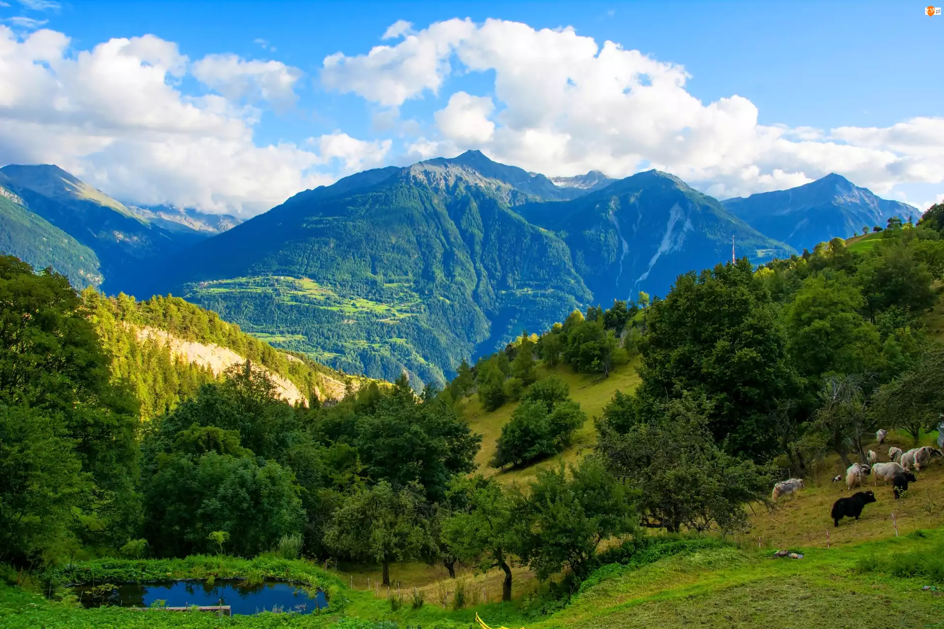 Góry, Szwajcaria, Lasy, Jeziorko
