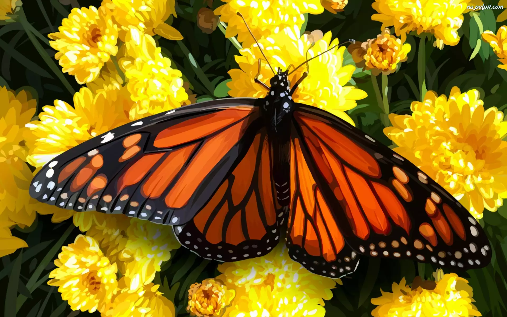 Kwiaty, Obraz, Motyl monarcha
