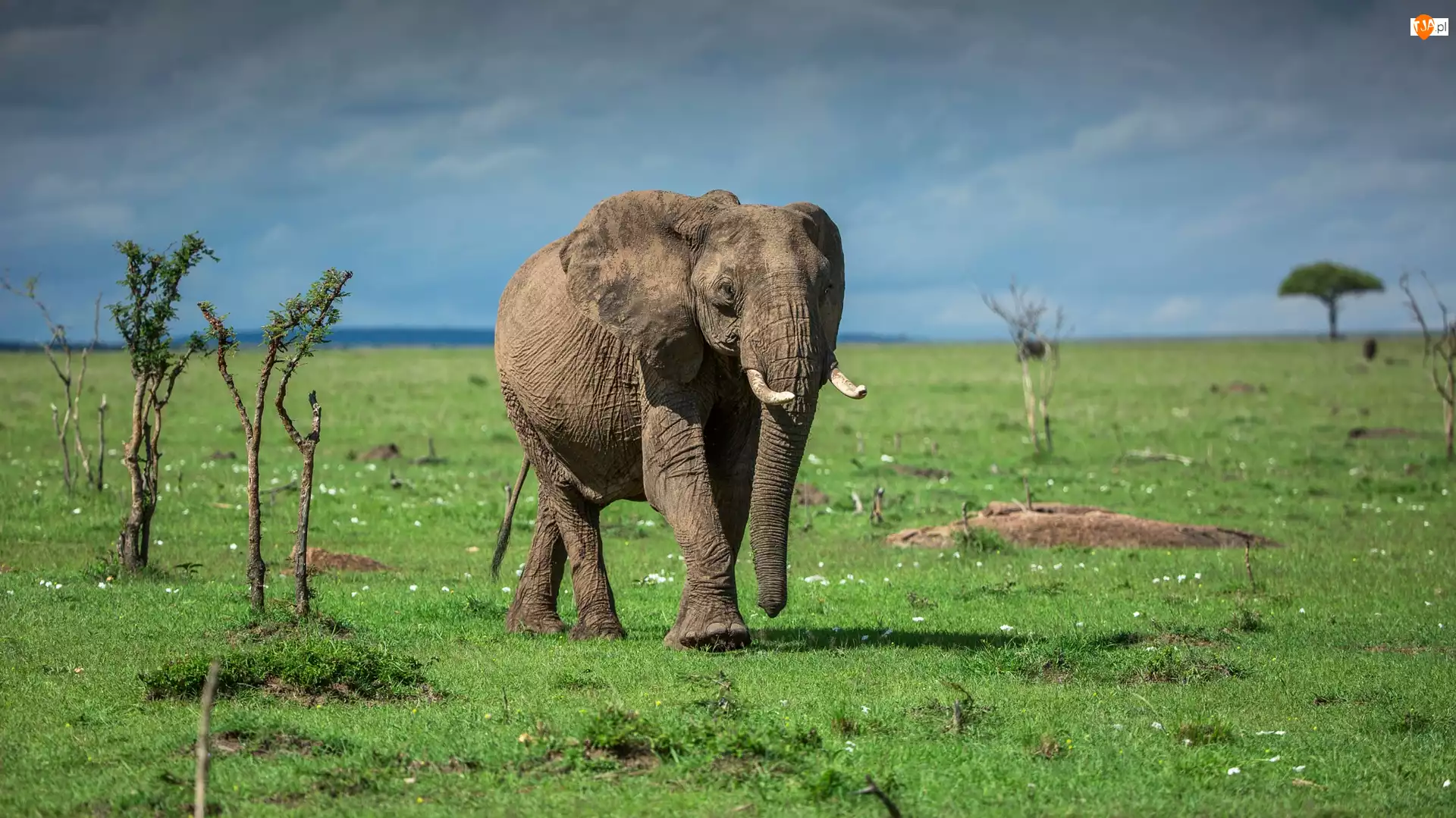 Słoń afrykański, Sawanna