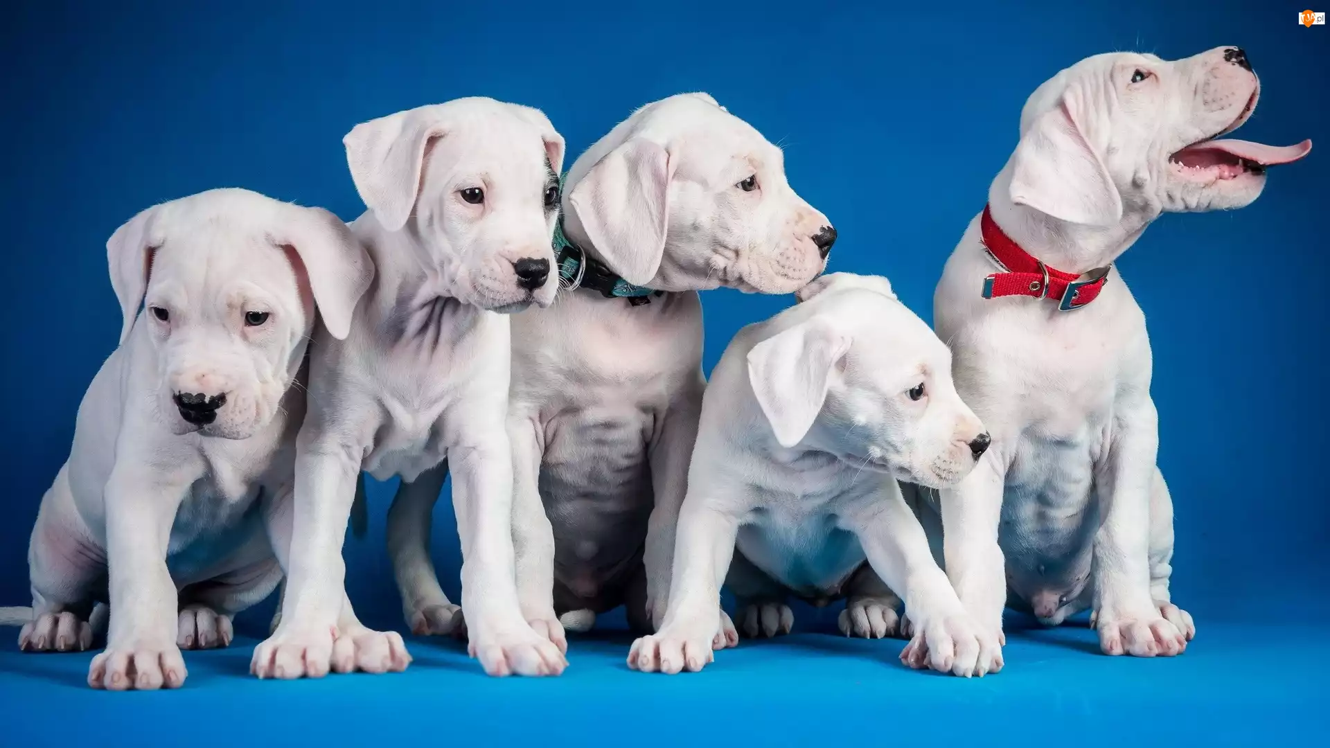 Psy, Pit Bull Terrier, Białe, Szczeniaki