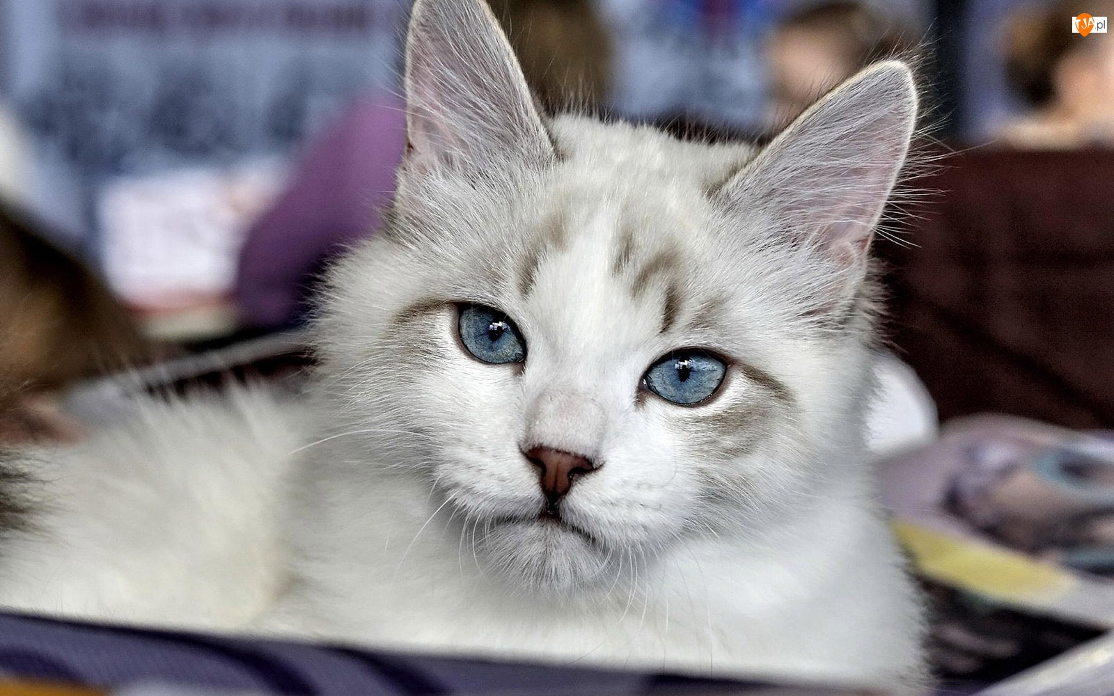 Kotek, Oczy, Kot, Szary, Niebieskie
