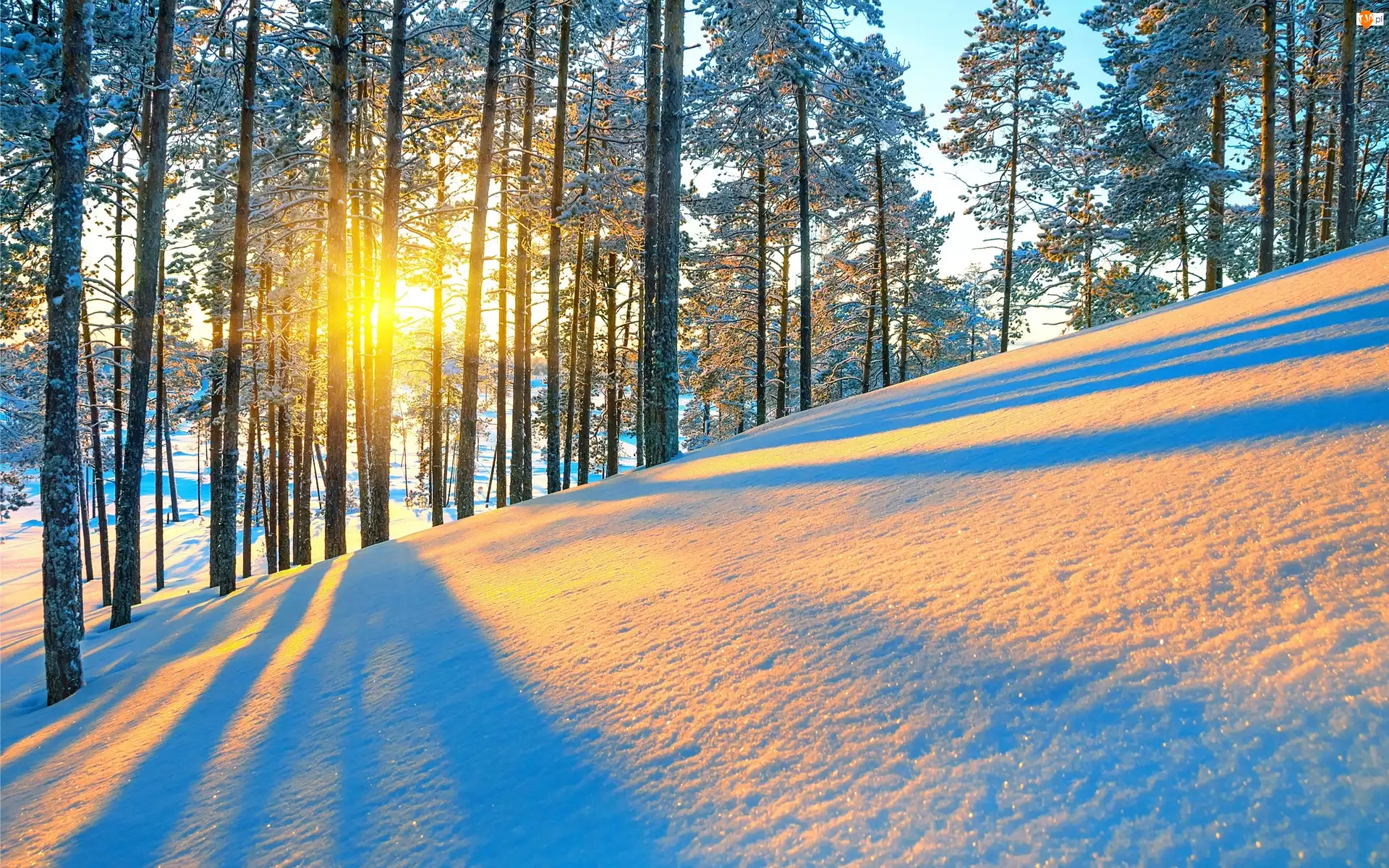 Zima, Góra, Promienie, Drzewa, Słońca
