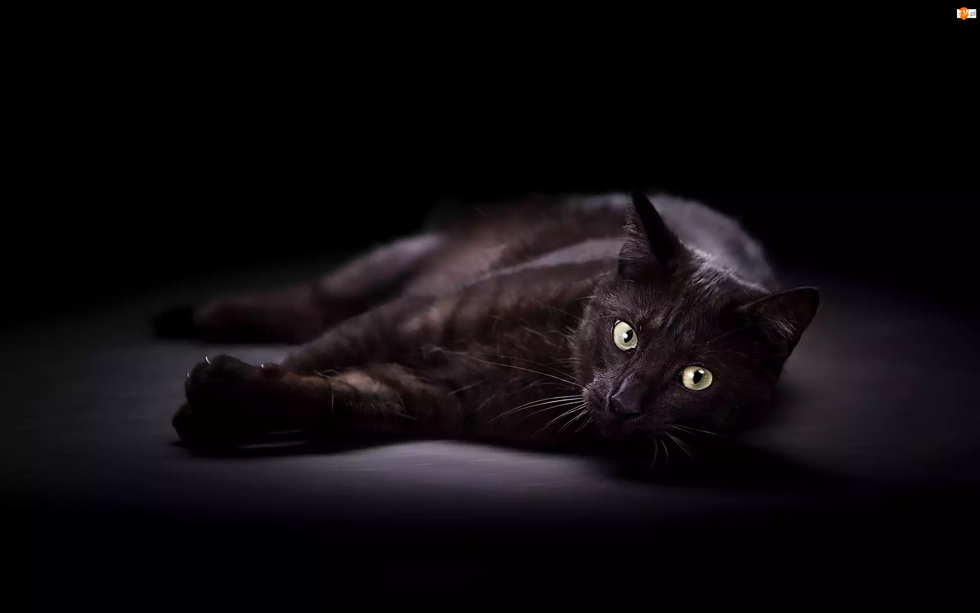 Kot, Leżący, Czarny