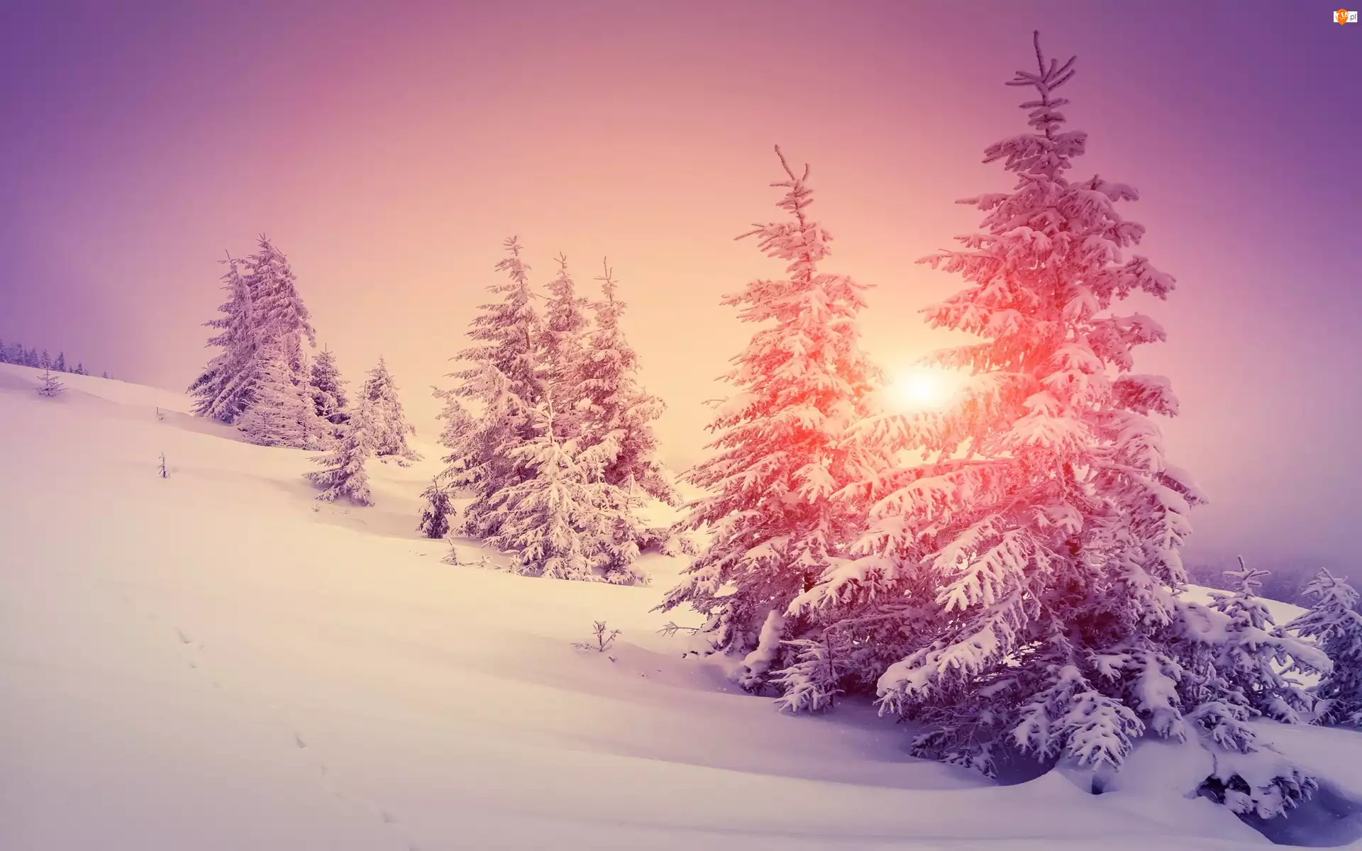 Wzgórze, Zachód słońca, Zima, Drzewa