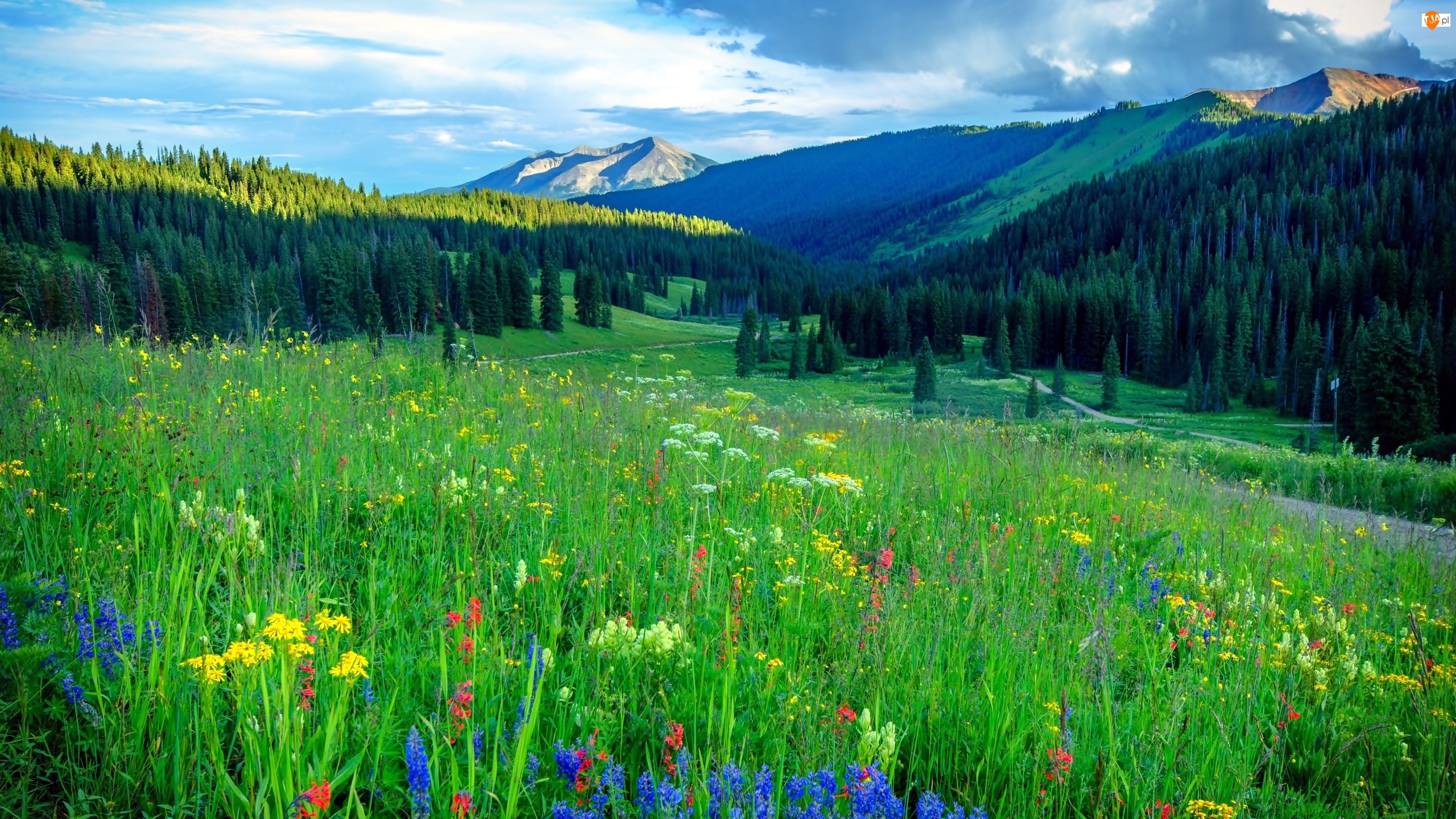 Kwiaty, Lasy, Kolorado, Stany Zjednoczone, Ścieżki, Góry, Łąki
