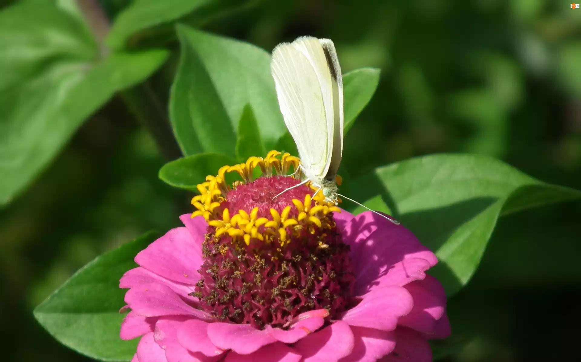 Motyl, Cynia, Bielinek, Kwiat