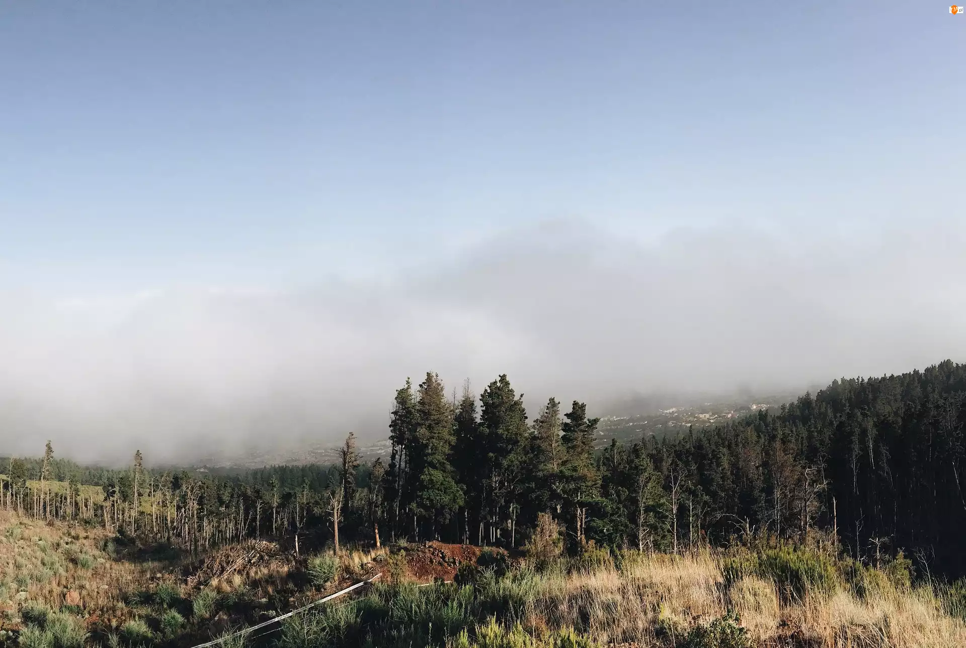 Mgła, Las, Trawy