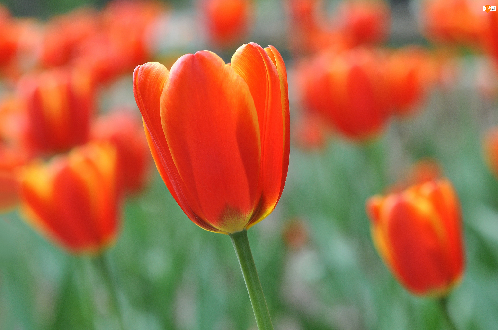 Tulipan, Przyroda, Kwiat
