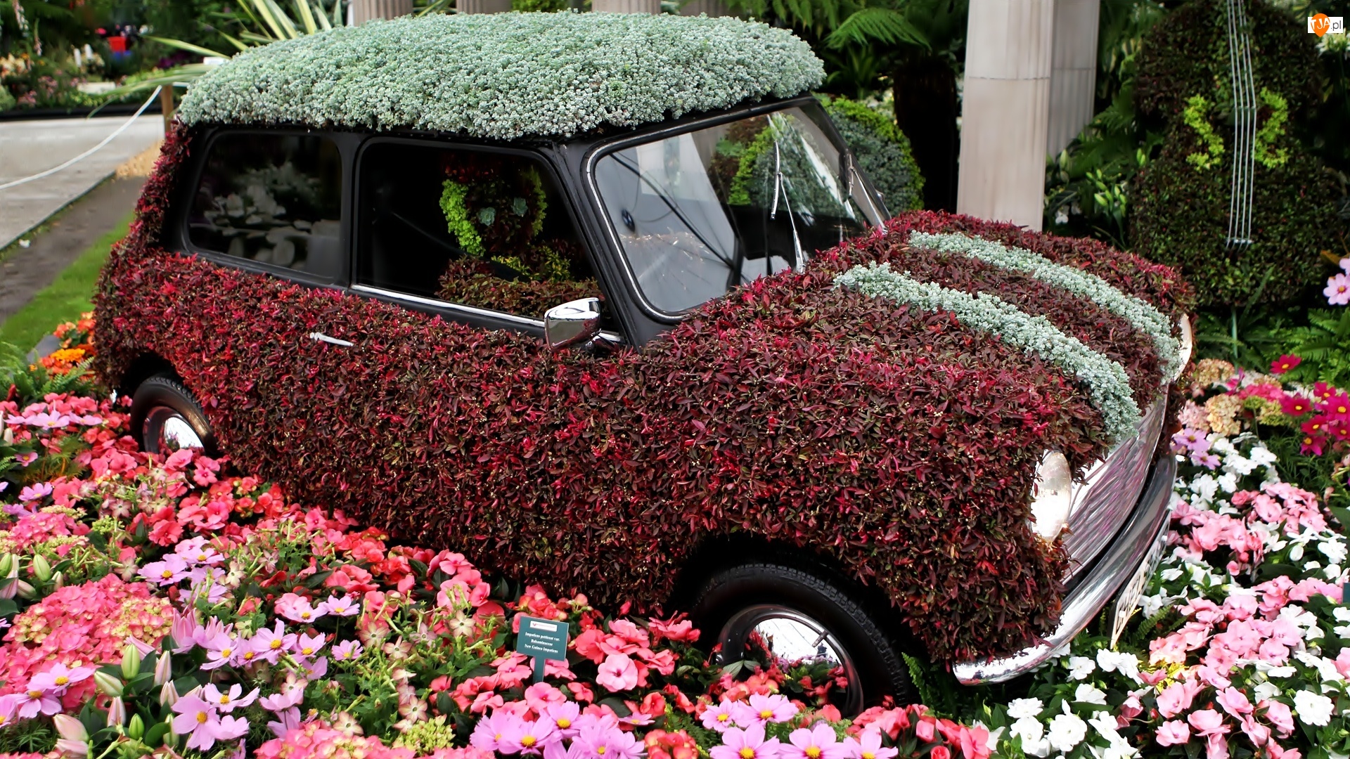 Samochód, Ogród, Kwiatowy