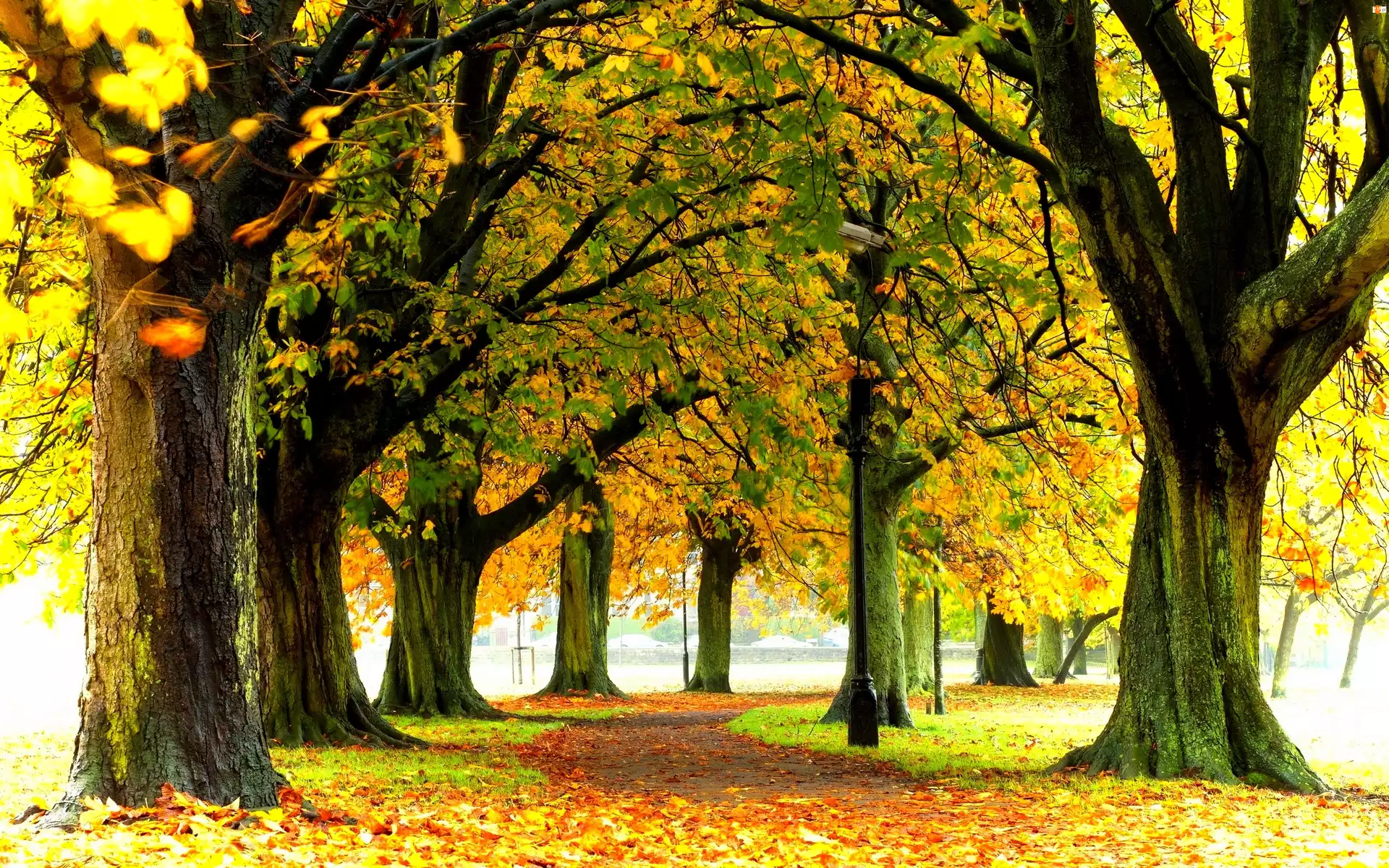 Alejka, Park, Drzewa, Jesień