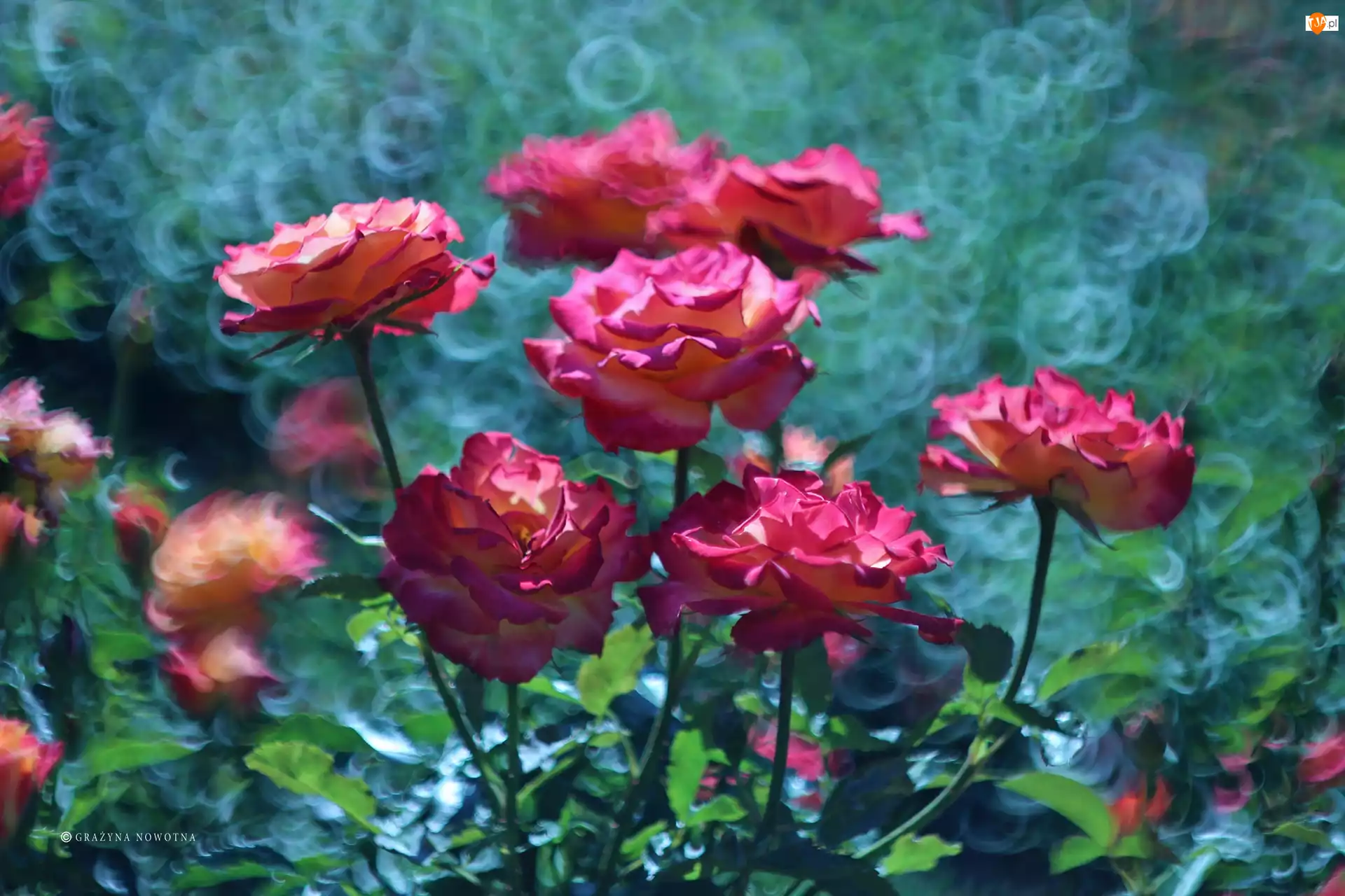 Różowe, Bokeh, Róże, Kwiaty