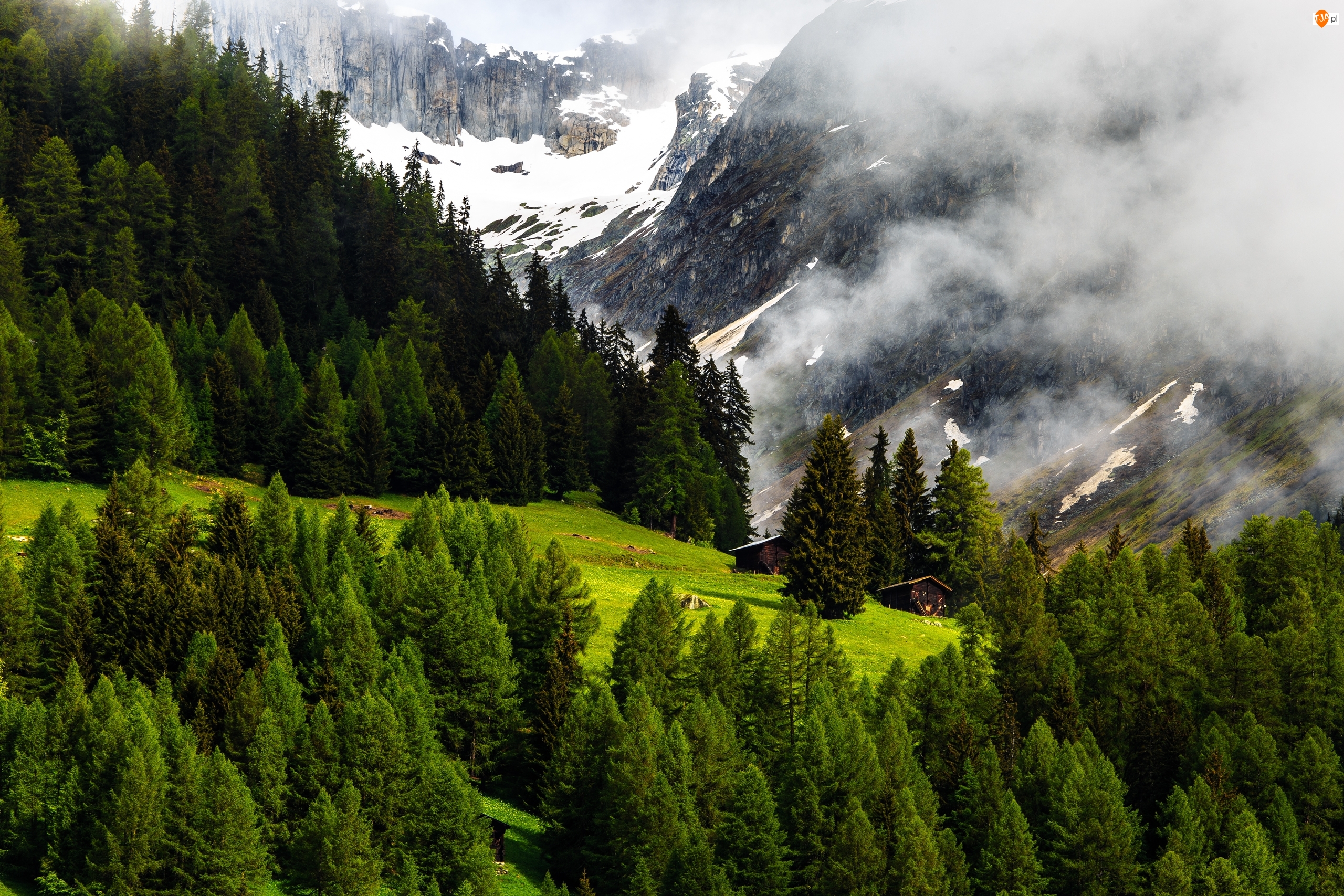 Szwajcaria, Mgła, Góry Alpy, Lasy